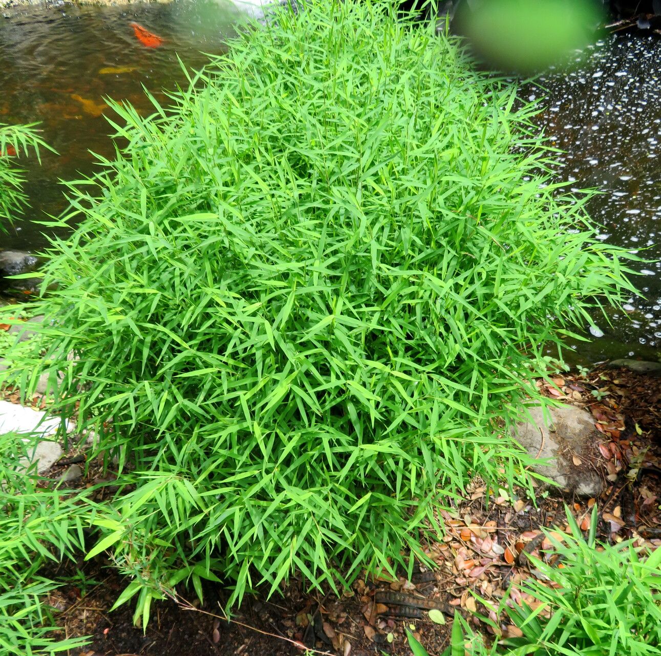 Photograph showing baby bamboo grass grown as a decorative plant. The photo shows a clump of baby bamboo grass growing next to a pond.