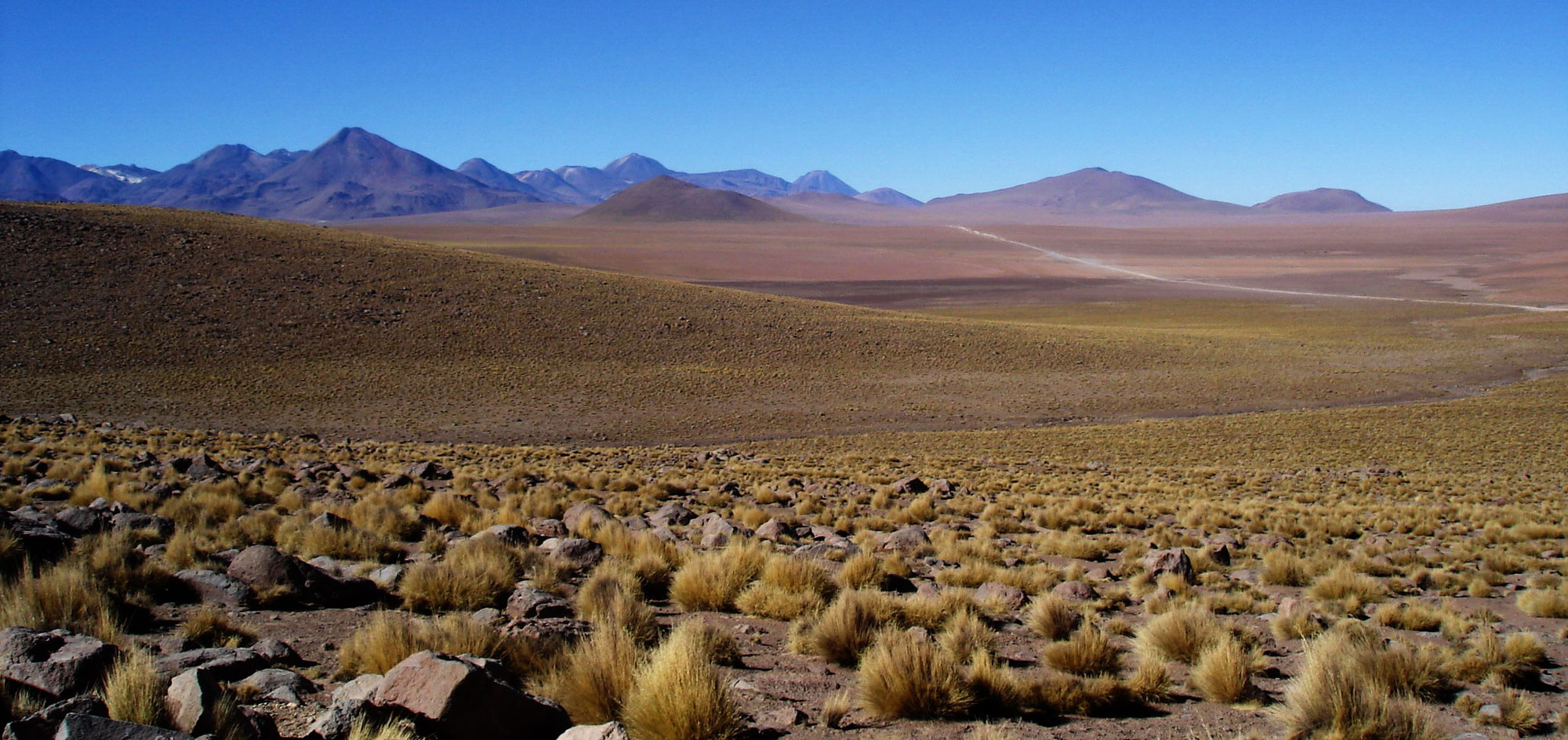 Photograph of the Chilean altiplano grassland. The photo shows gently rolling hills in the foreground and higher mountains in the background. The hills in the foreground are covered with yellow clumps of grass separated by rocks and patches of bare ground.