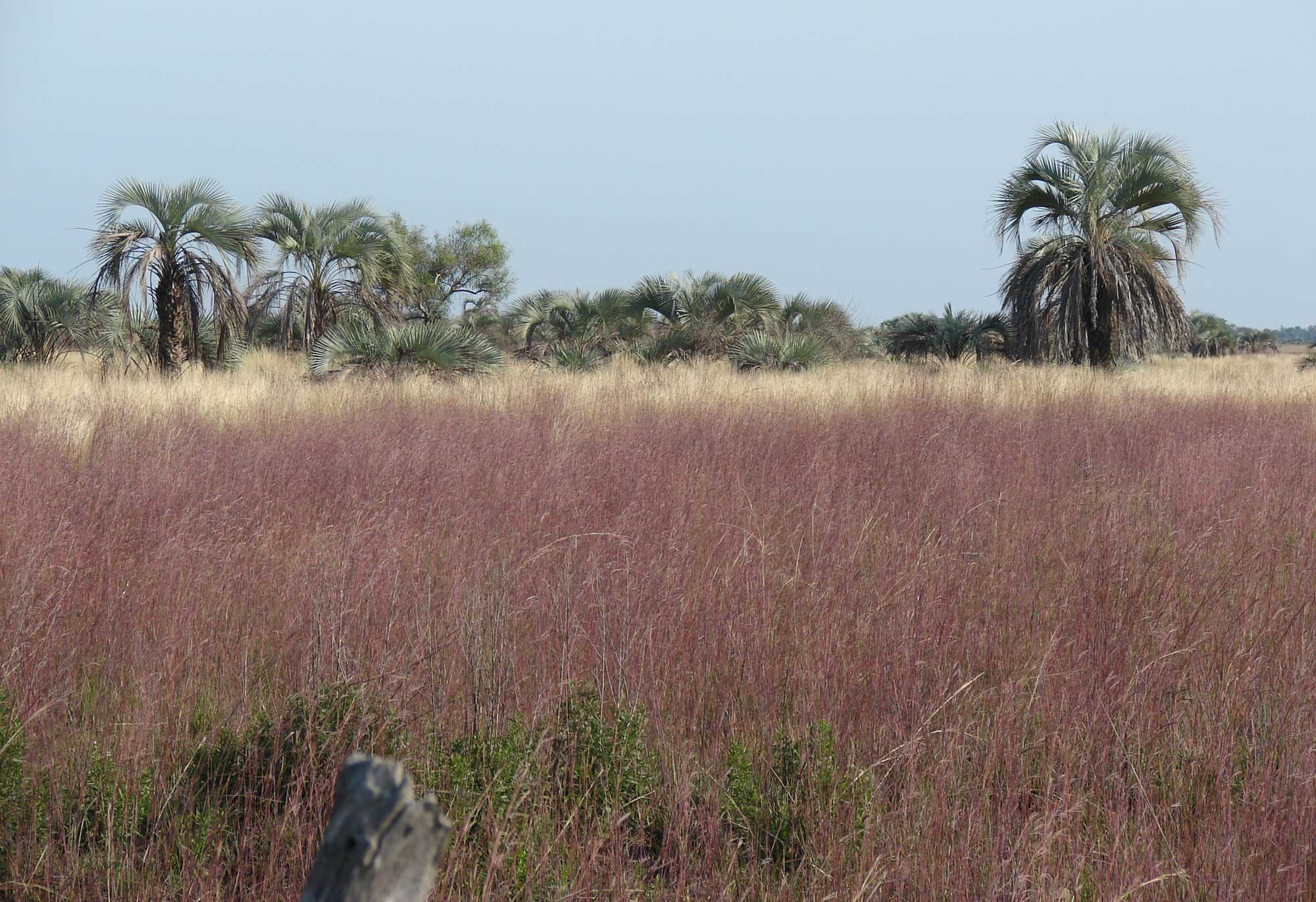 Photograph of a field of red-brown-colored grass with palm trees in the background.