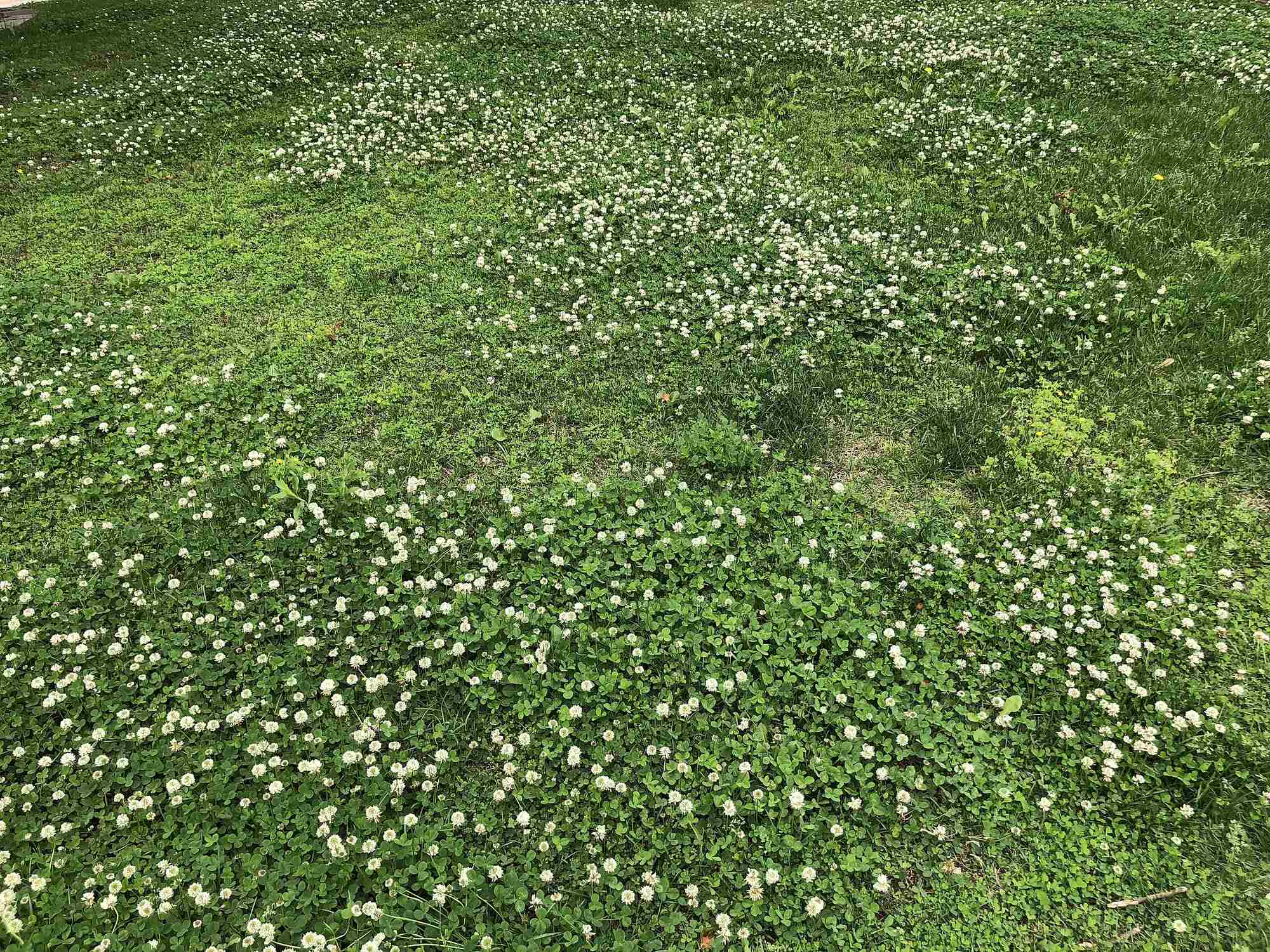 Photograph of a lawn with abundant white clover. The photo shows a lawn with many small white flowers growing in it.