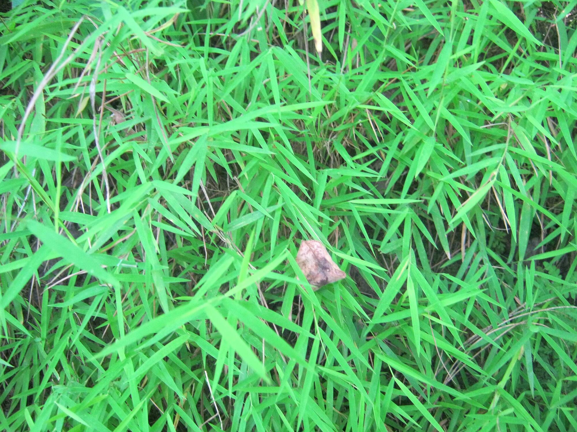 Photograph showing a close-up image of baby bamboo grass growing in its natural habitat in Nepal. The blades are long and thin.