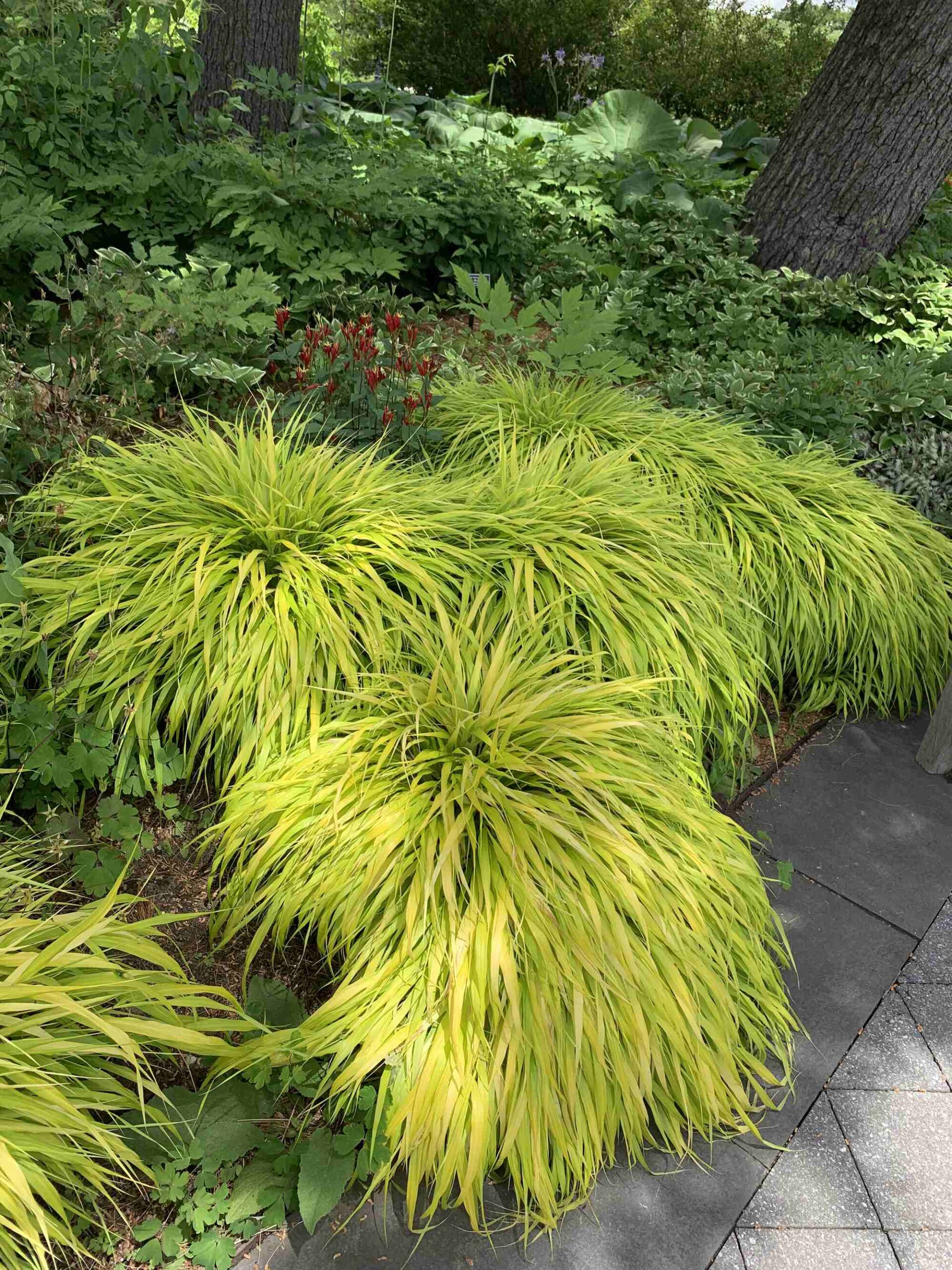 Photograph of Japanese forest grass. This ornamental grass looks very green and lush. Clumps of arching yellow-green leaves radiate from a central point.