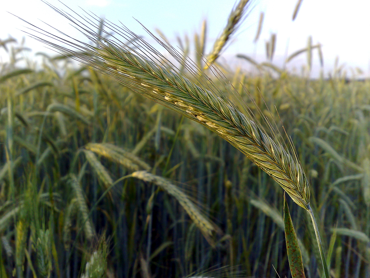 Photograph showing a close-up of an ear of rye on a plant growing in a field.