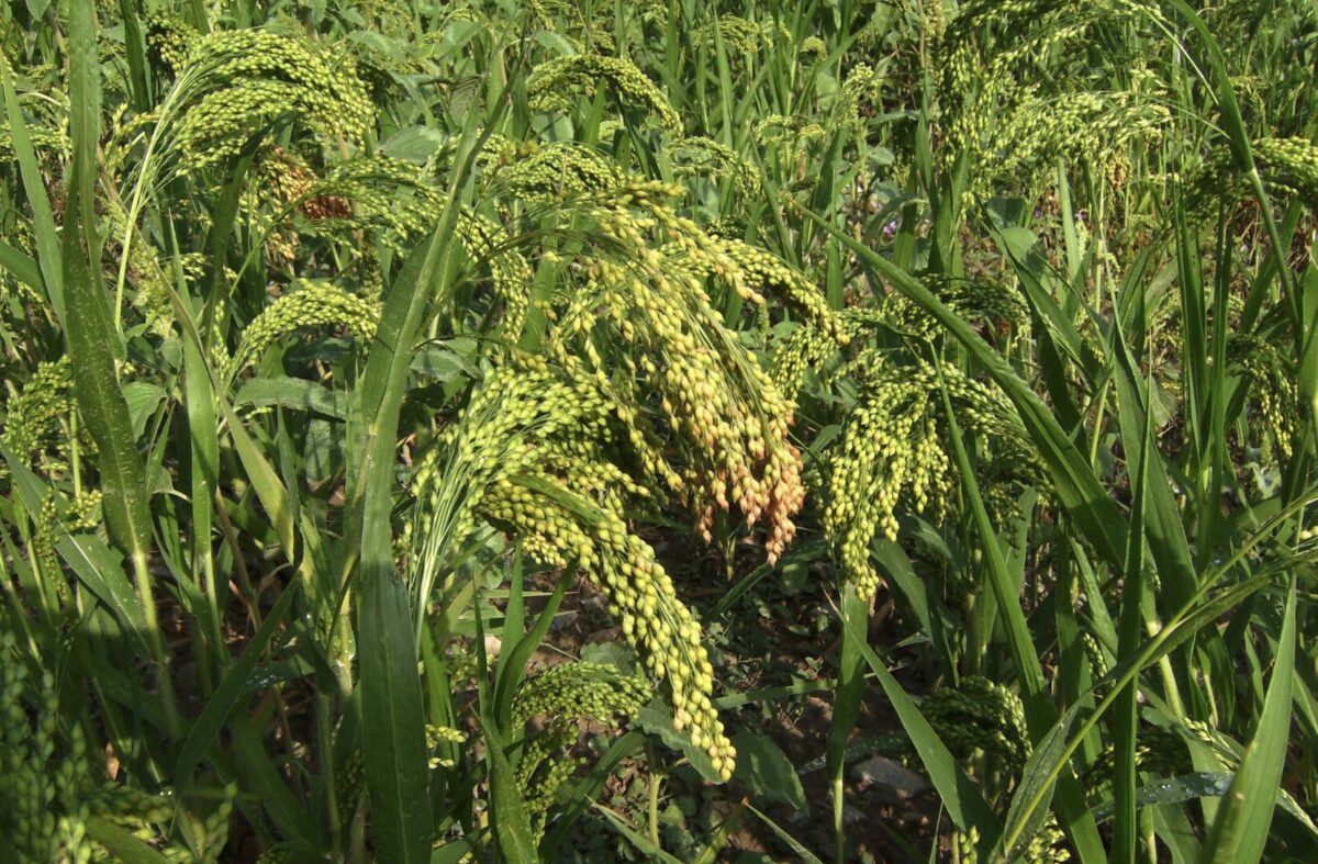 Photograph showing a close-up of sudangrass in a field. The photo shows sudangrass bearing heads of green grains that are bent over, probably from the weight of the grain.