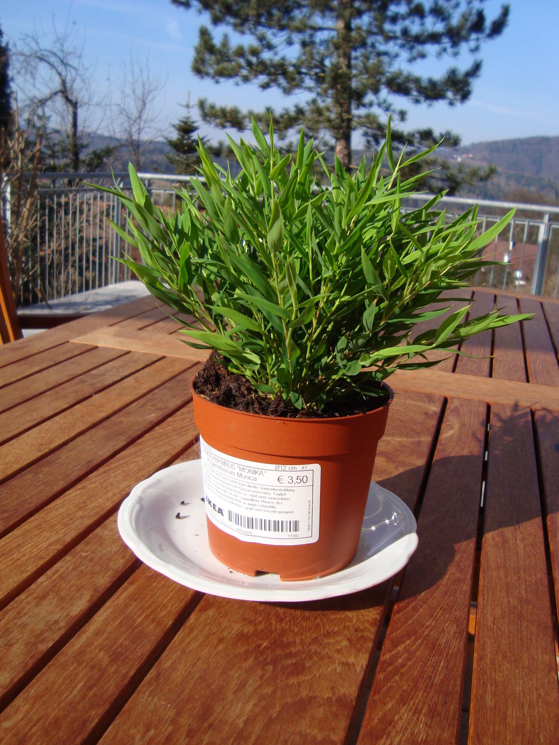 Photograph of baby bamboo grass growing in a plastic pot outdoors. The photo shows a small clump of grass in a brown plastic pot with a label on it. The pot has been placed on a white dish, which sits on the top of a wooden surface. Metal railing and a pine tree can be seen in the background.