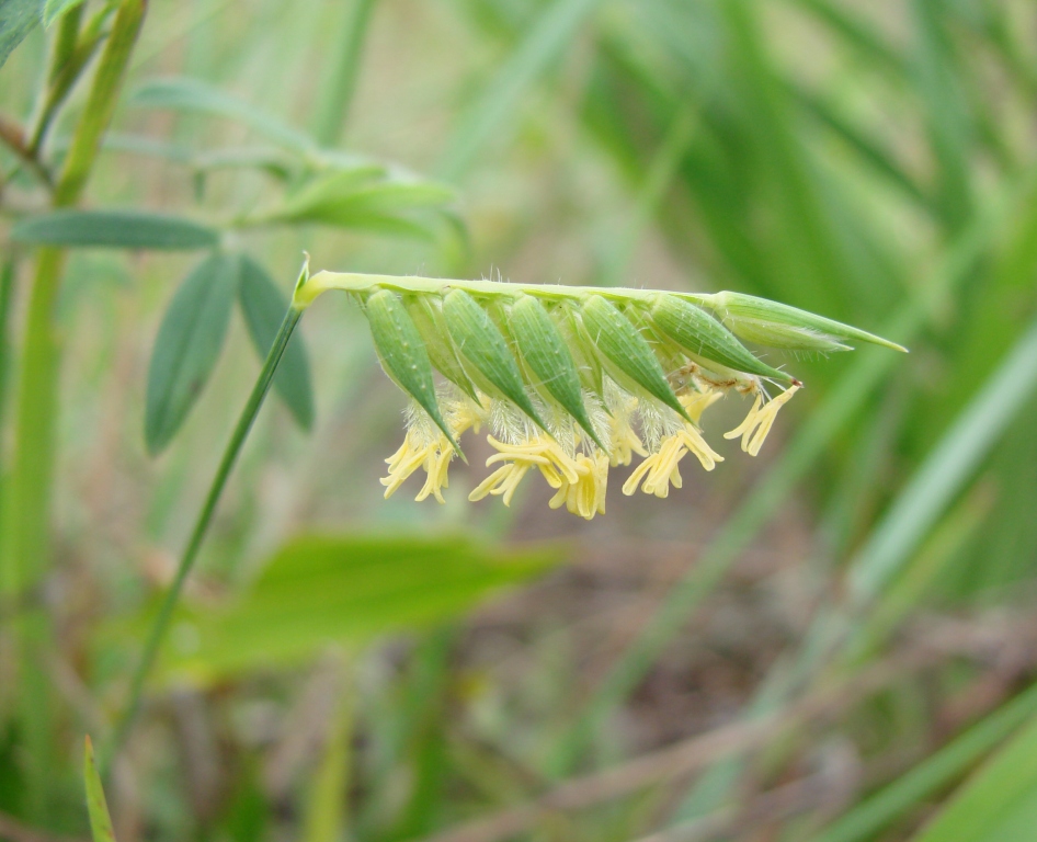 A close up of an inflorescence of the capim flechinha grass. The photo shows an inflorescence bent 90 degrees from the end of a green stem. The inflorescence bears spikelets that are all oriented toward the ground. The spikelets have white feathery stigmas and yellow anthers.