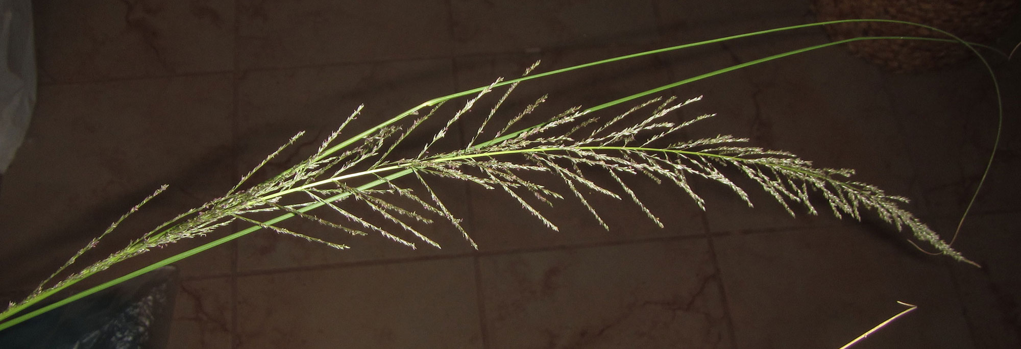 A grass inflorescence photographed against a tile floor. The inflorescence has a central rachis with feathery lateral branches.