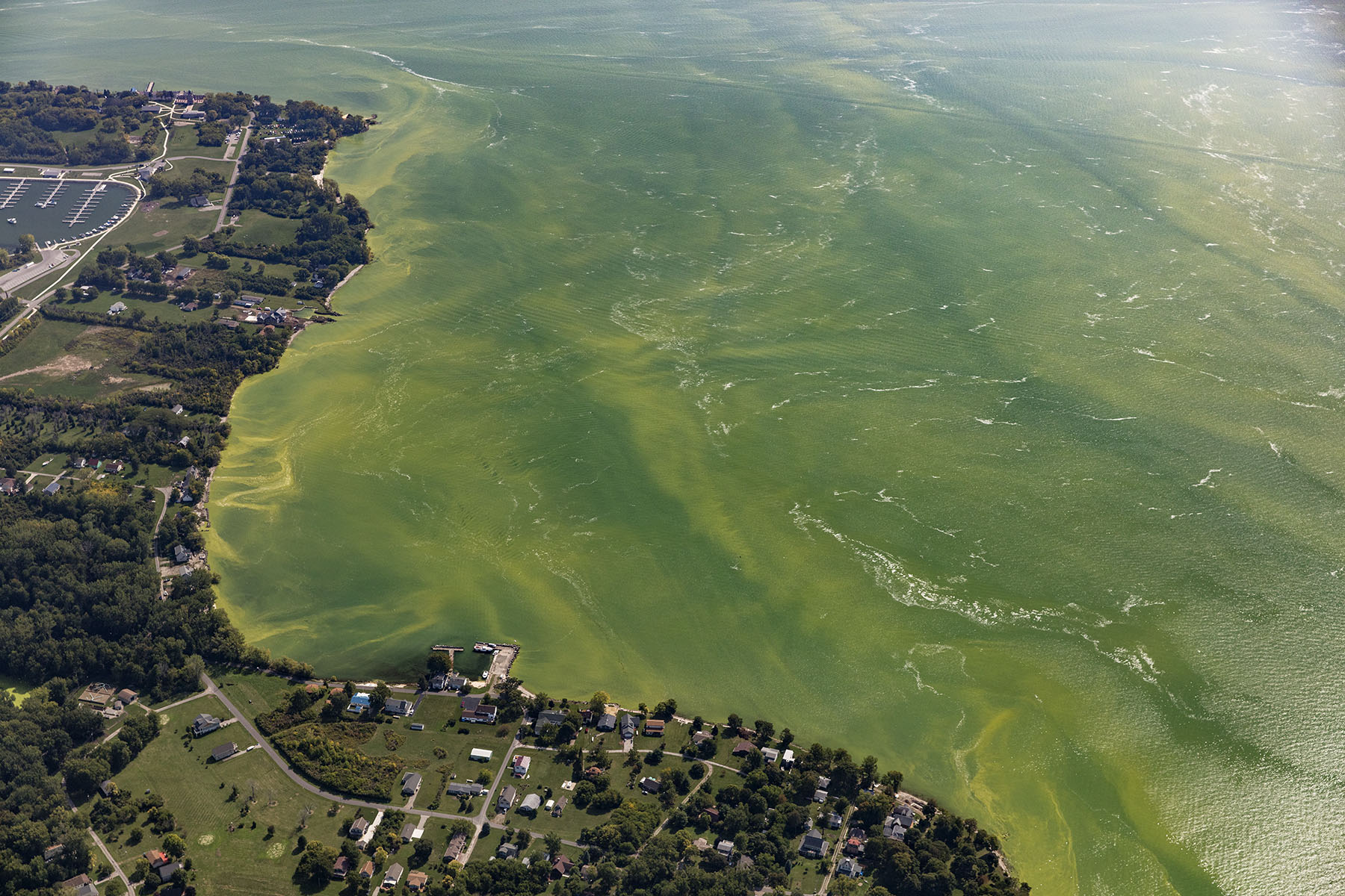 Aerial view of Lake Erie showing a residential area along the shoreline and green water that is affected by a large algal bloom in the lake.