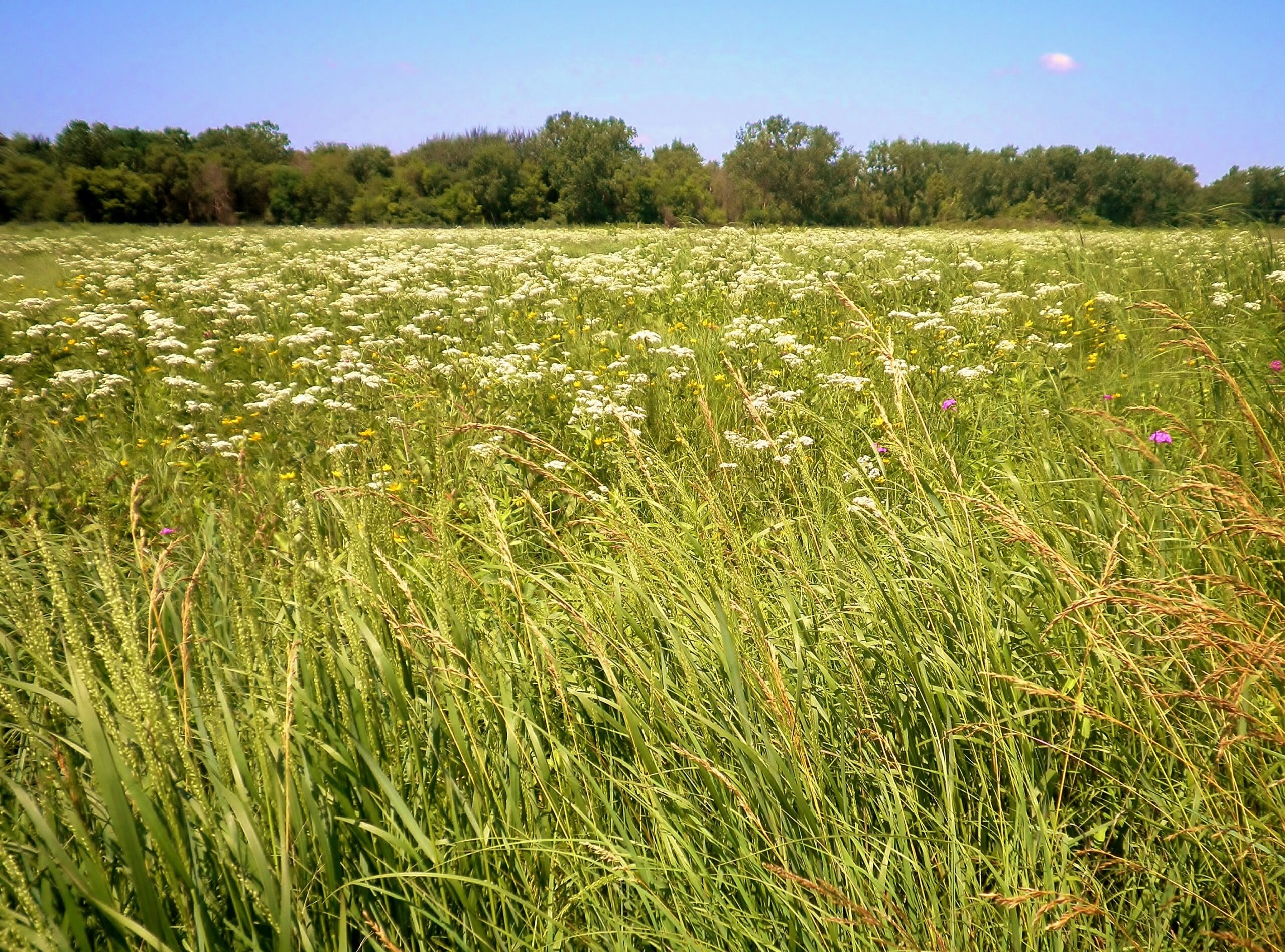 Photograph of Gensburg-Markham Prairie in Illinois, U.S.A. The photo shows field field of mixed grasses and broadleaved plants, with trees on the horizon.