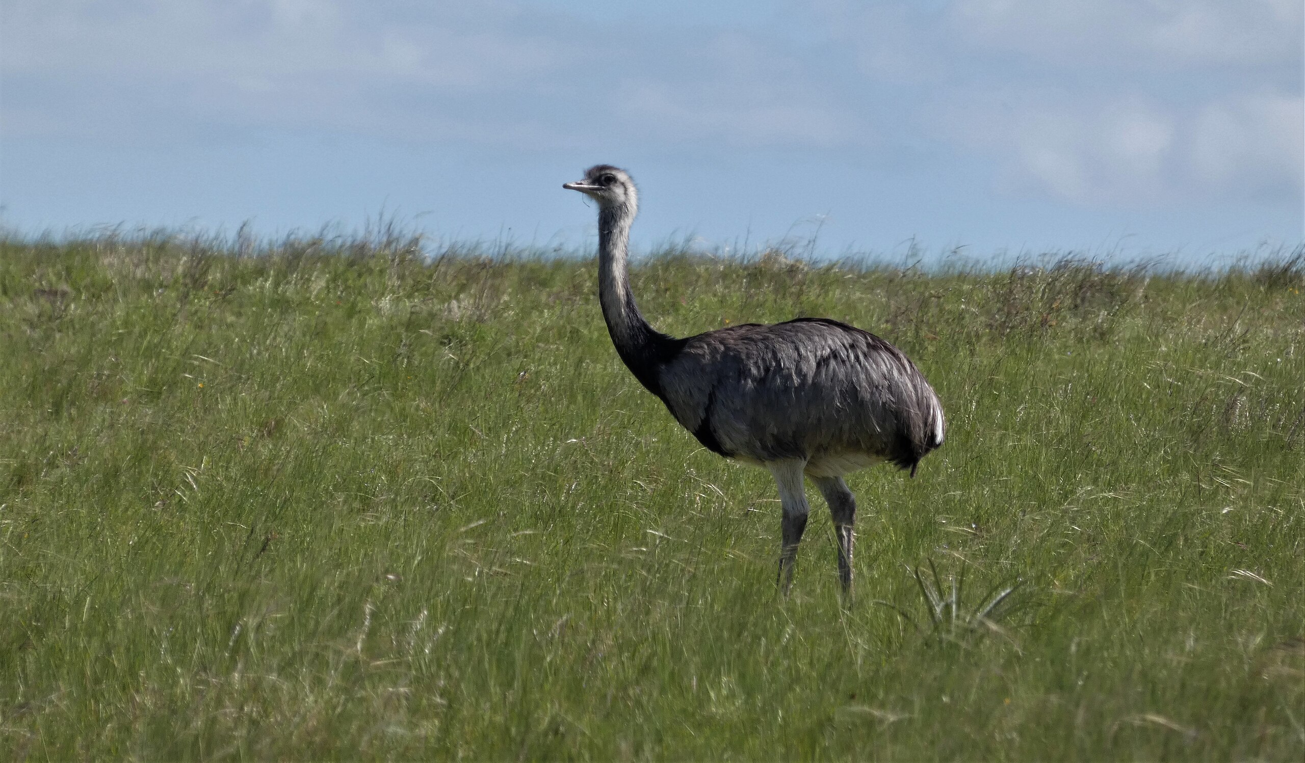 Photograph of a large, flightless bird standing in a field of grass. The bird has a long, snake-like neck and long legs.