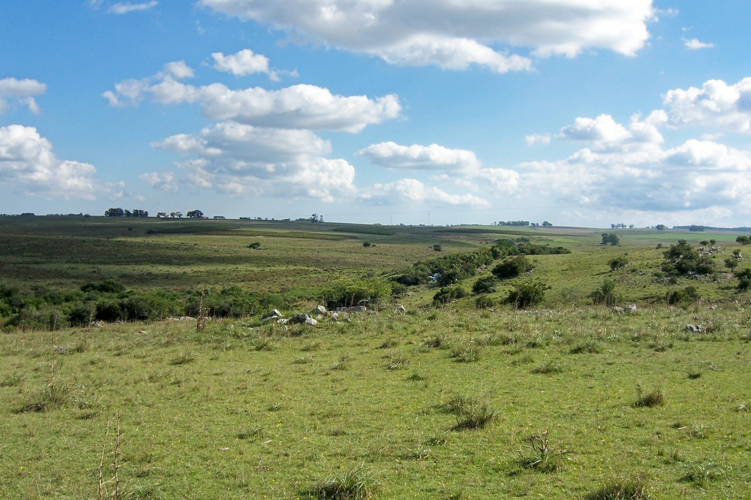 Photograph of Uruguayan savanna. The photo shows a very gently rolling landscape carpeted with short grasses and shrubs.