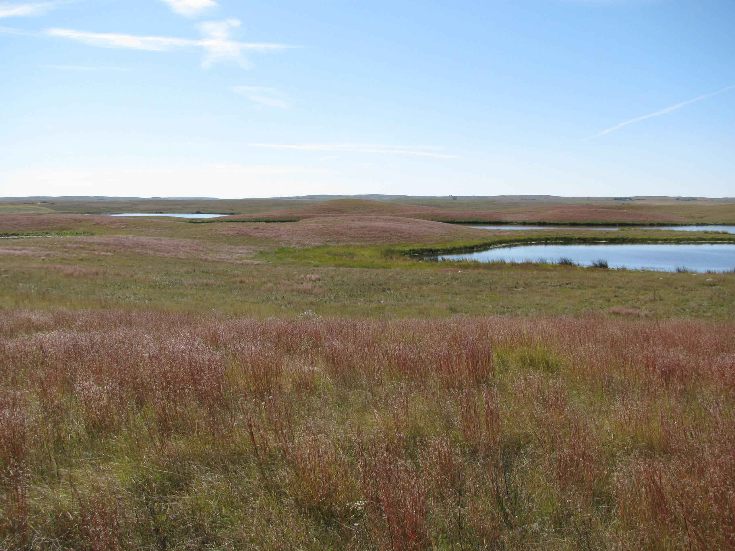 Photograph of mixed grass prairie in the United States. Little bluestem grass in the foreground, and a pond in the background.