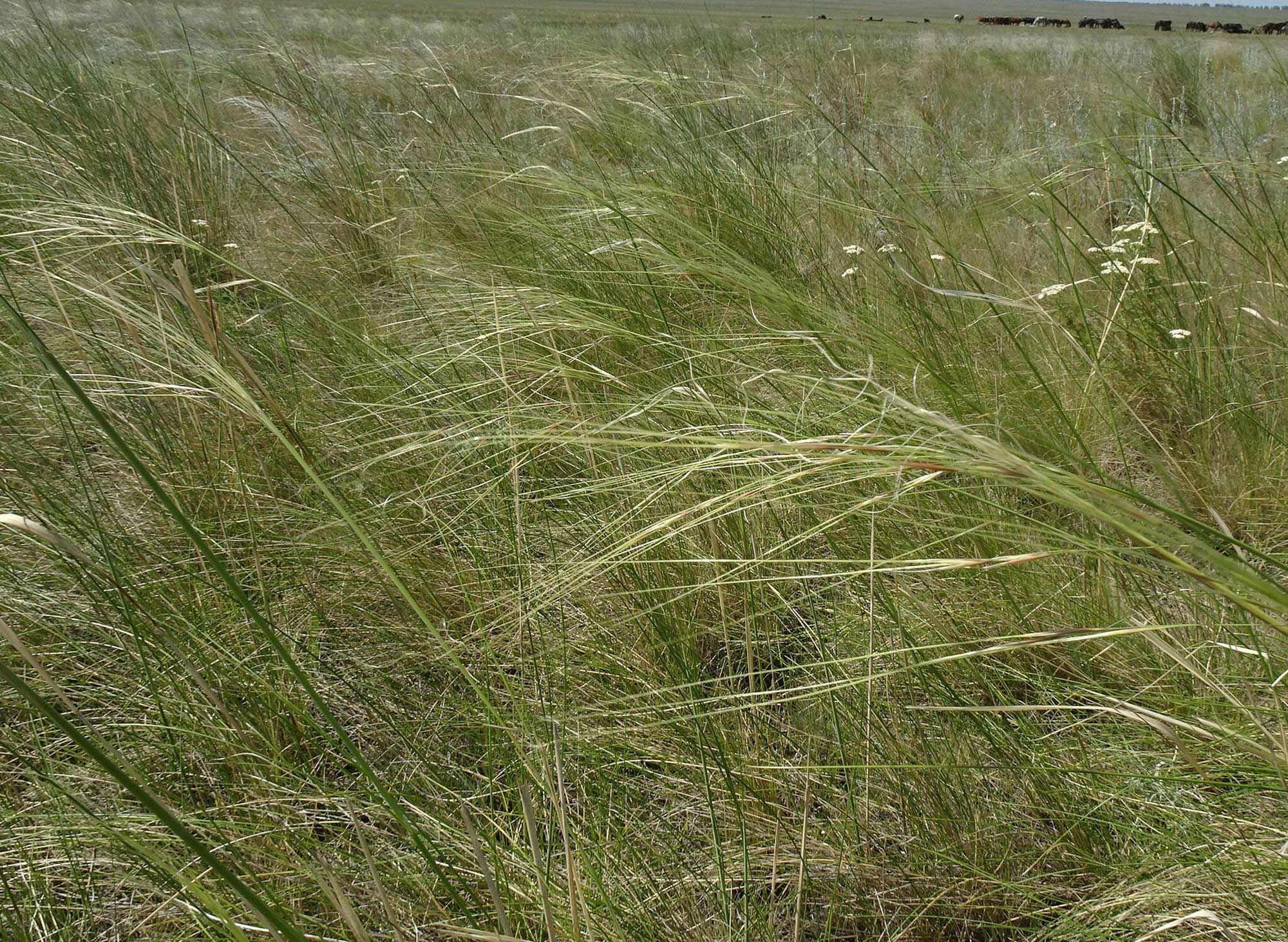 Photograph of a close-up of grasses in a field showing their feathery inflorescences.