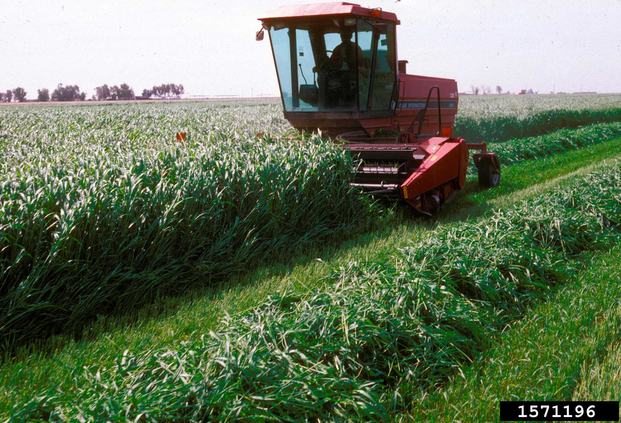Photograph of a field of sudangrass being cut. The photo shows a red vehicle being driven through a field of sudangrass. The vehicle has a cutting attachment on its front. In the lower right corner of the image, the grass has been cut, and is lying heaped in a long row. In the upper left corner, the grass is still standing.