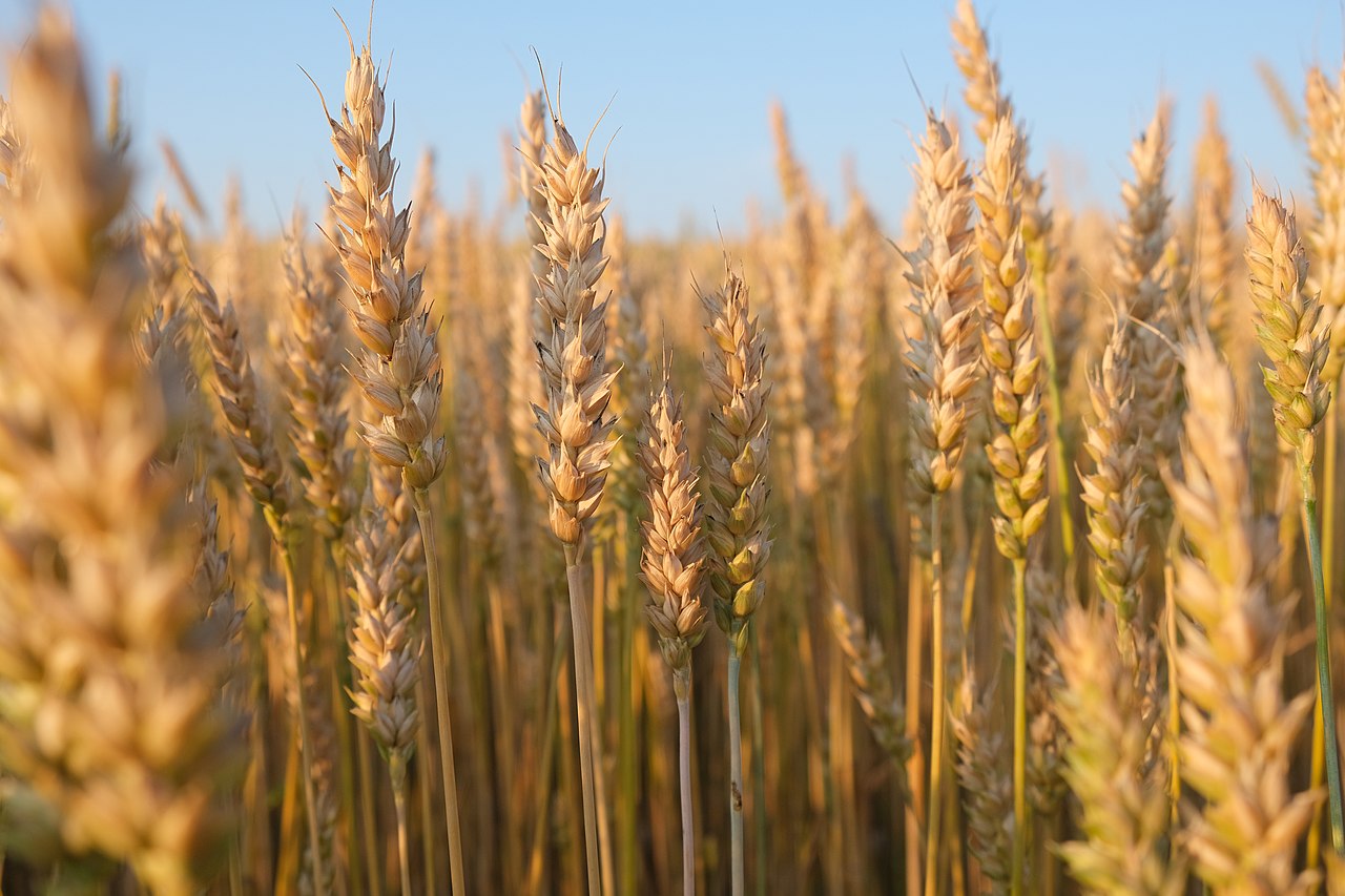 Photograph showing a close up of ears of wheat on plants growing in a field.