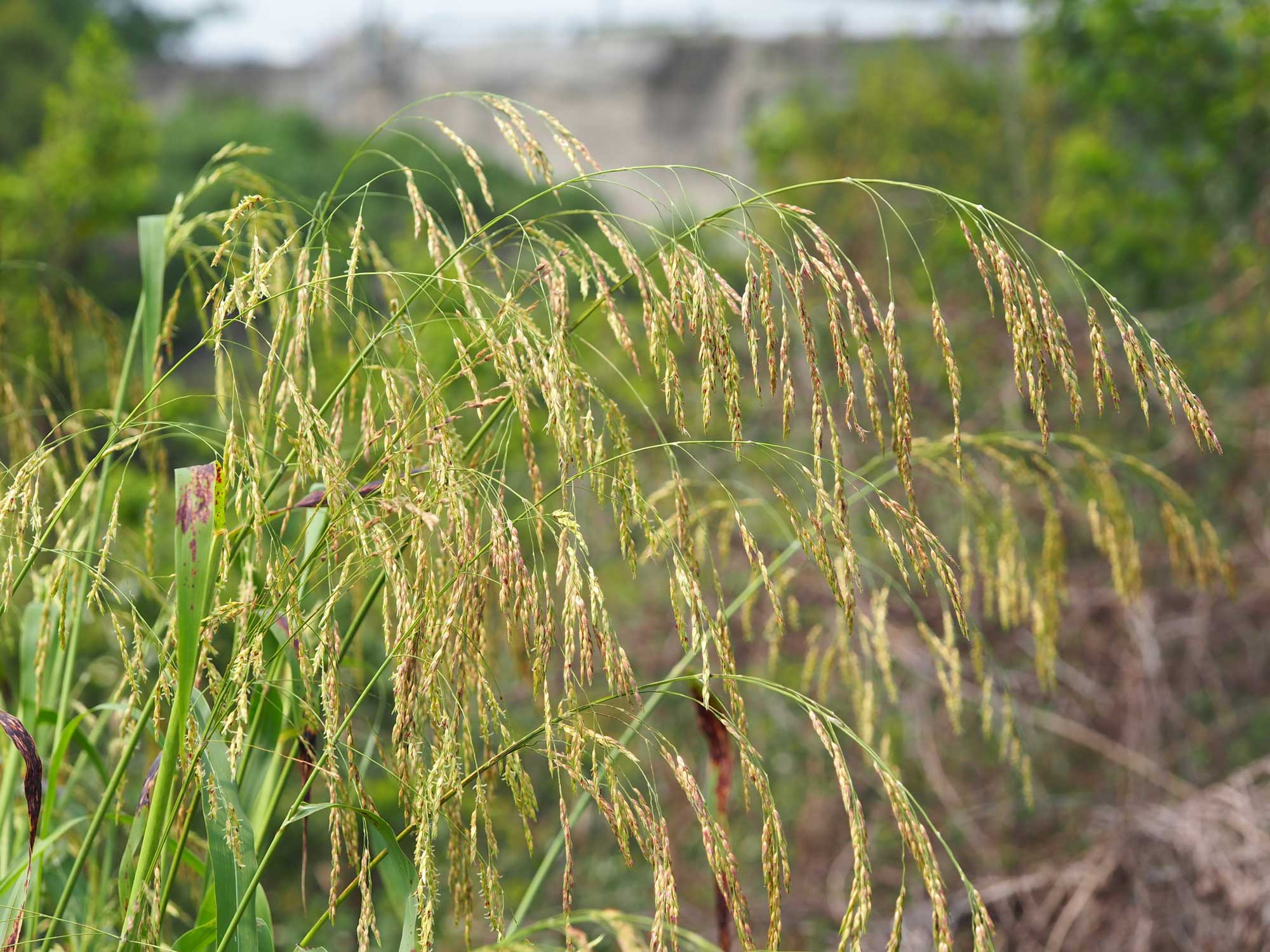 Photo of inflorescences of common wild sorghum growing in Taiwan. The inflorescences are delicate and nodding with yellowish spikelets.