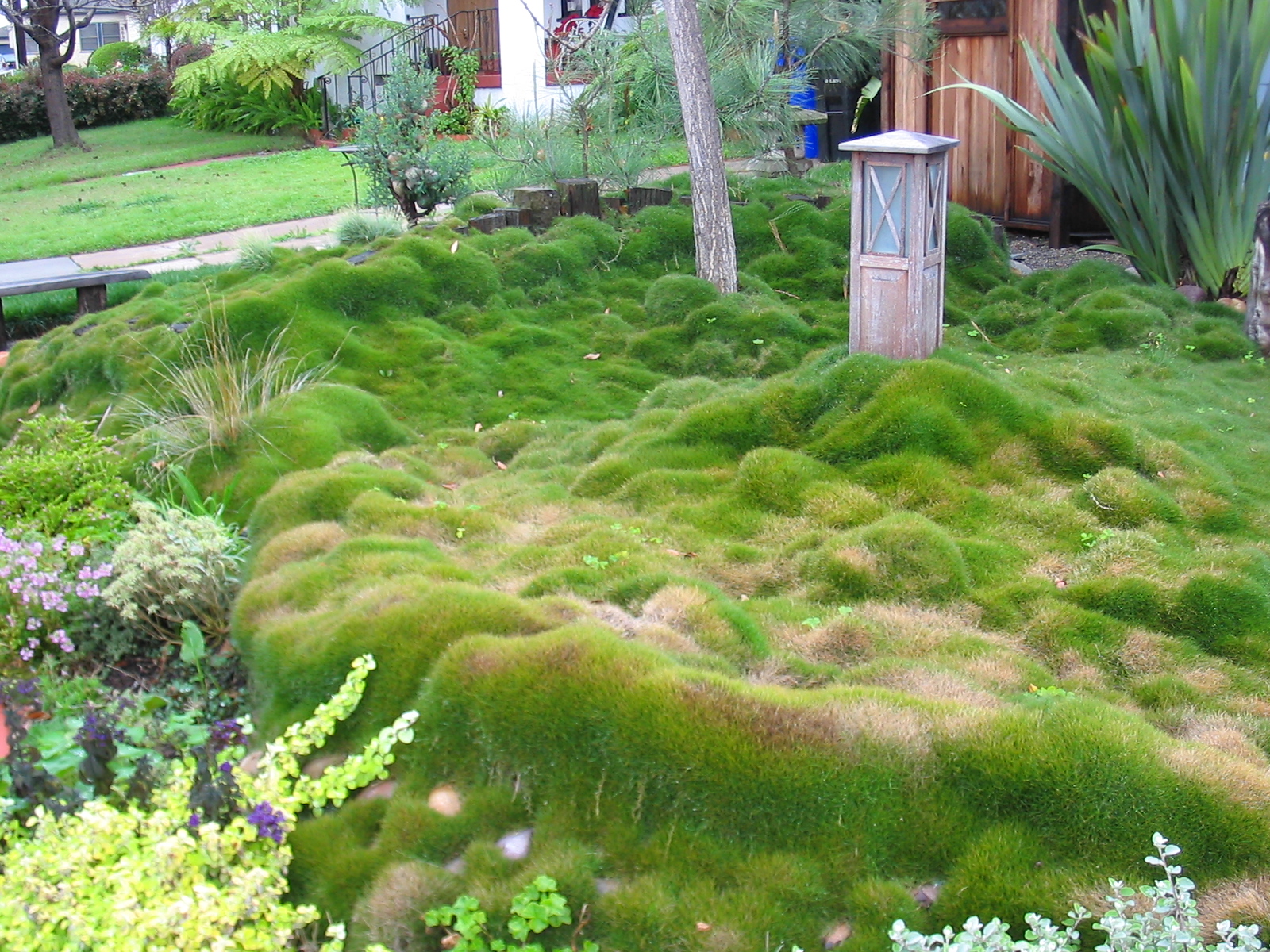 Photograph of Zoysia grass, a common ground cover grass. The image shows a lumpy carpet of fuzzy-looking green and brown grass with a small wooden decorative structure placed within it. Other plants and a sidewalk can be seen at the edges of the image.