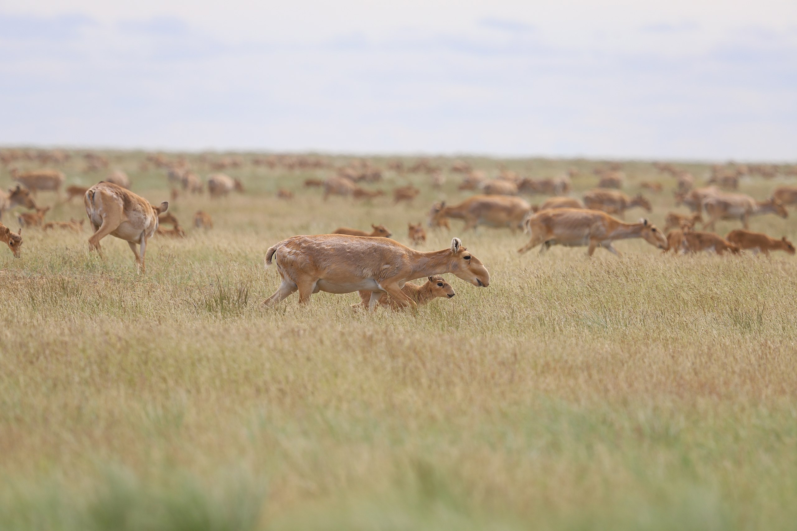 Photograph showing saiga on the steppe of Kazakhstan. The saiga are a type of antelope. The stand on four tall legs and have short ears and tails. Their noses appear curved.