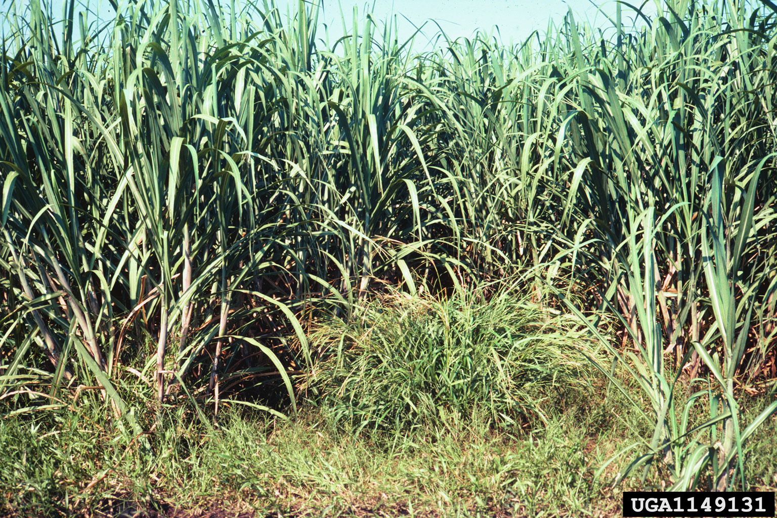 Photograph of a corn field that has been infested by itchgrass. The photo shows a field of tall corn with a shorter clump of itchgrass in the center front of the image.