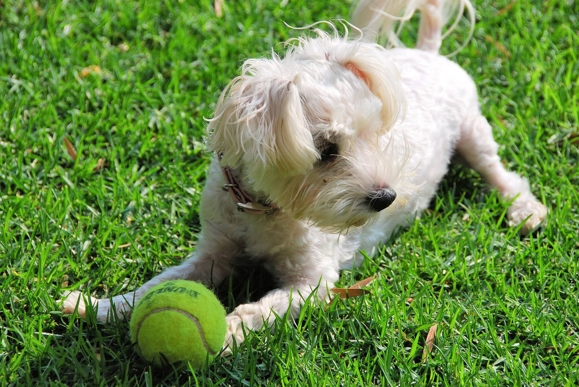 Photograph of a small white dog laying in the grass with a yellow tennis ball near its front paws. The dog looks alert and playful.