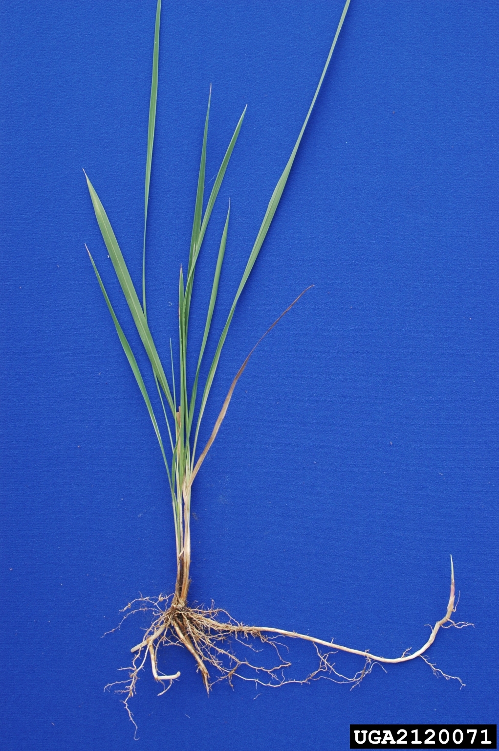 Photograph of a singule cogongrass plant against a blue background. Both root and shoot systems are shown, including a long rhizome extending horizontally from the base of the plant and to the right, where it curves upward.