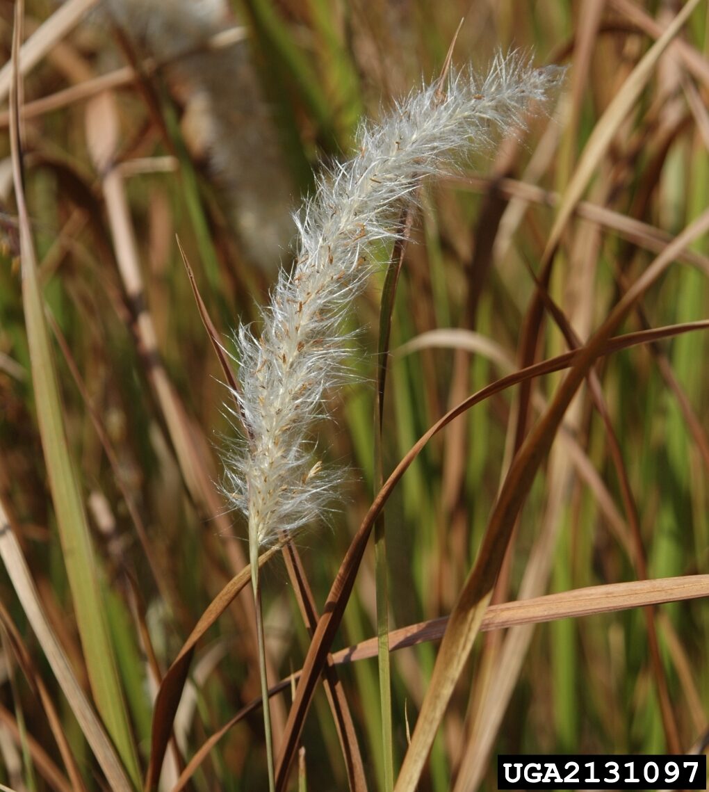 Photograph of a mature white, feathery cogongrass inflorescence attached to a stalk, in a field of green and brown grass blades.