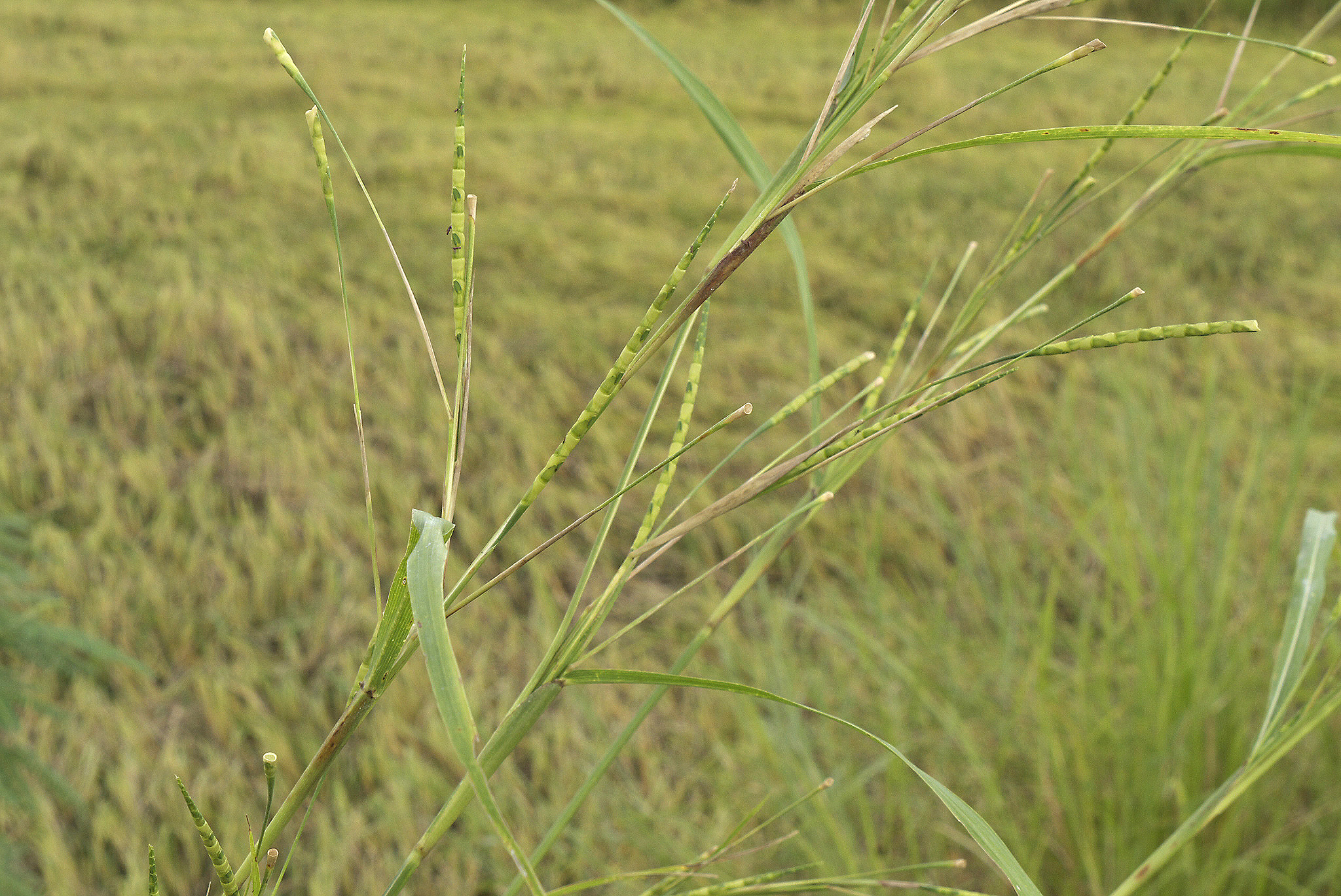 Photograph of itchgrass growing in a field in Thailand. The photo shows a close-up of the inflorescences, which are cylindrical.