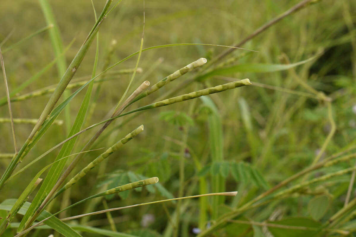 Photograph of a close up of itchgrass inflorescences. The itchgrass is growing in a field in Thailand.