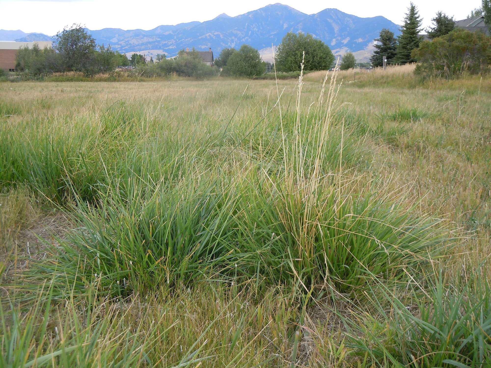 Photograph of wild tall fescue grass in a field with a mountainous background.