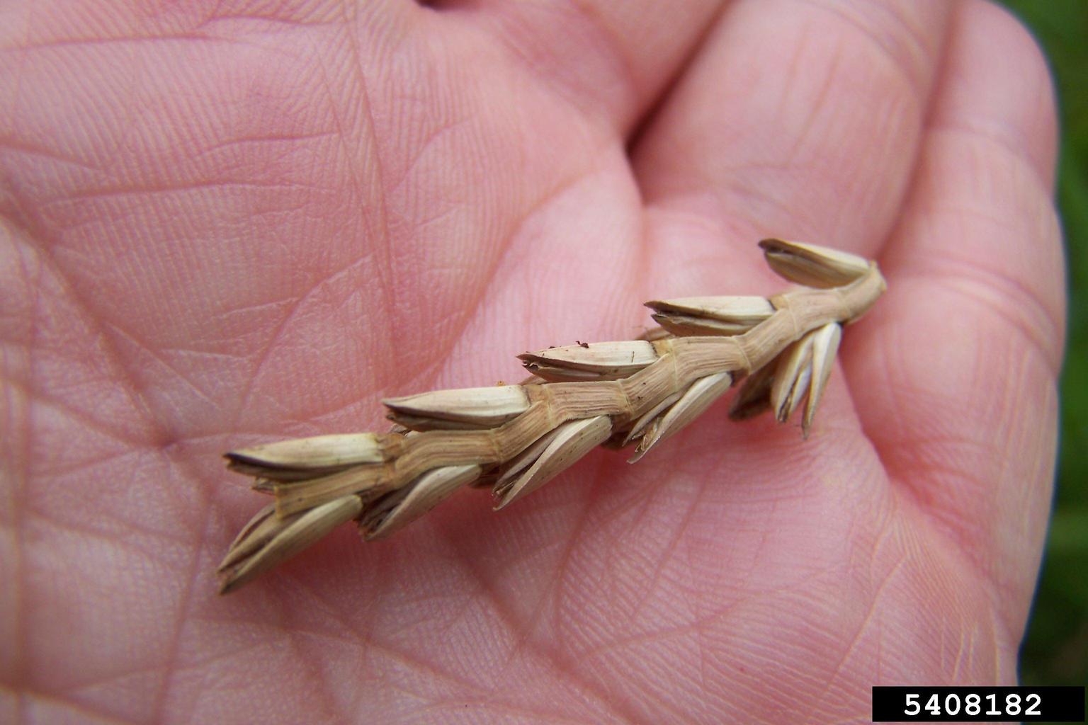 grass seeds, attached to a stalk, in the palm of a hand.