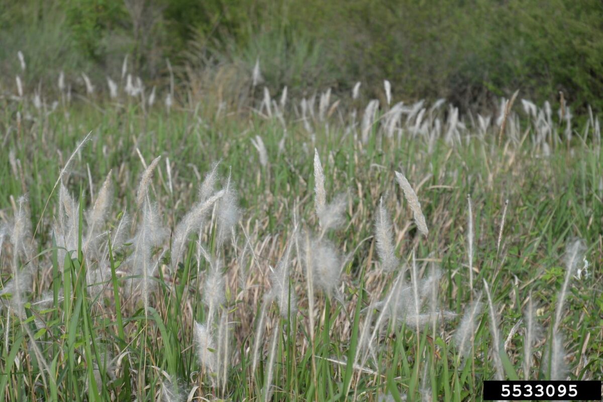 Photograph of a field of cogongrass with feathery white inflorescences.