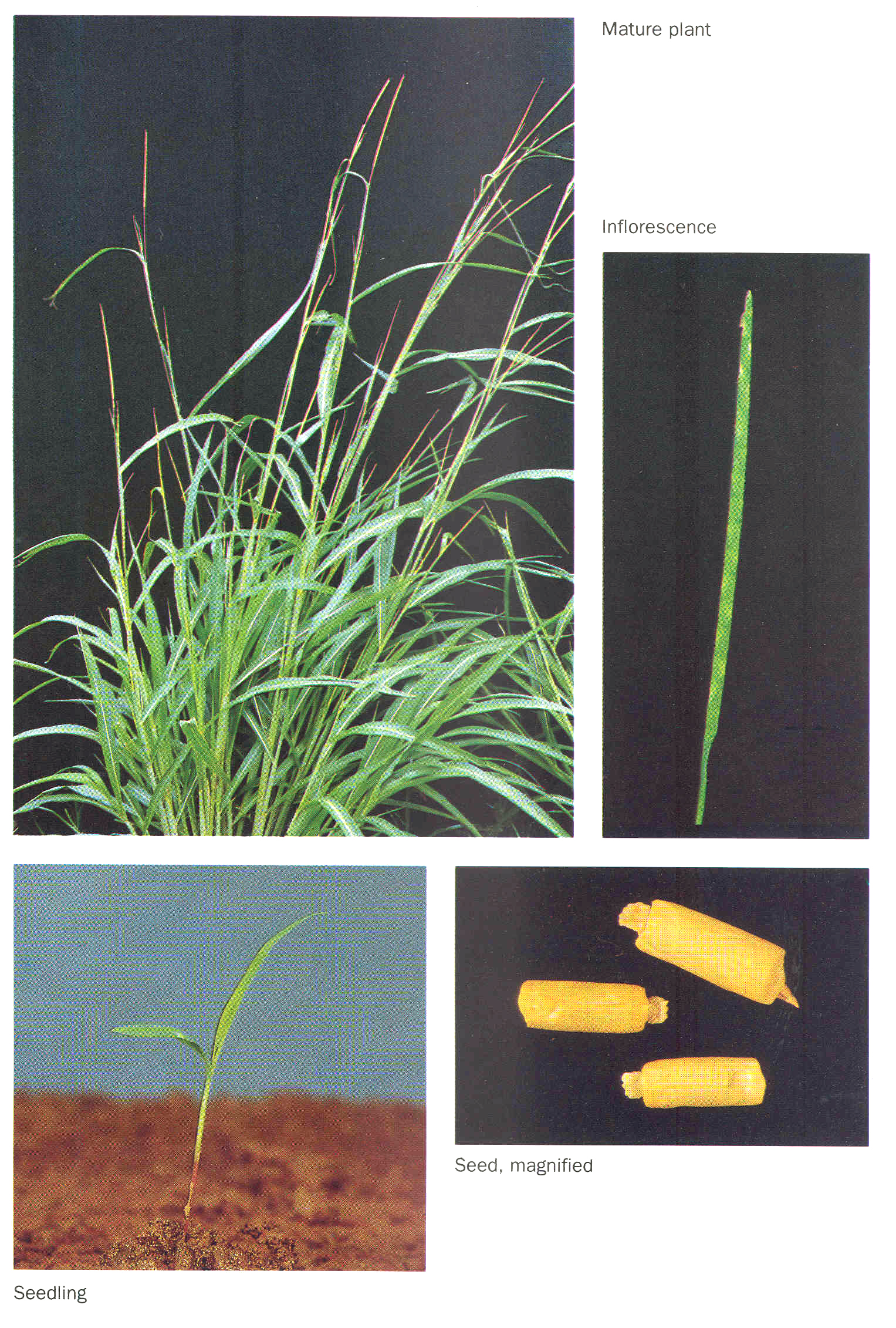 A compilation of four photographs of itchgrass. The top left image is of a full above-ground clump of grass. The top right image is of a singular inflorescence. The bottom left image is of a seedling. The bottom right image is of three seed dispersal units (seed-containing structures).