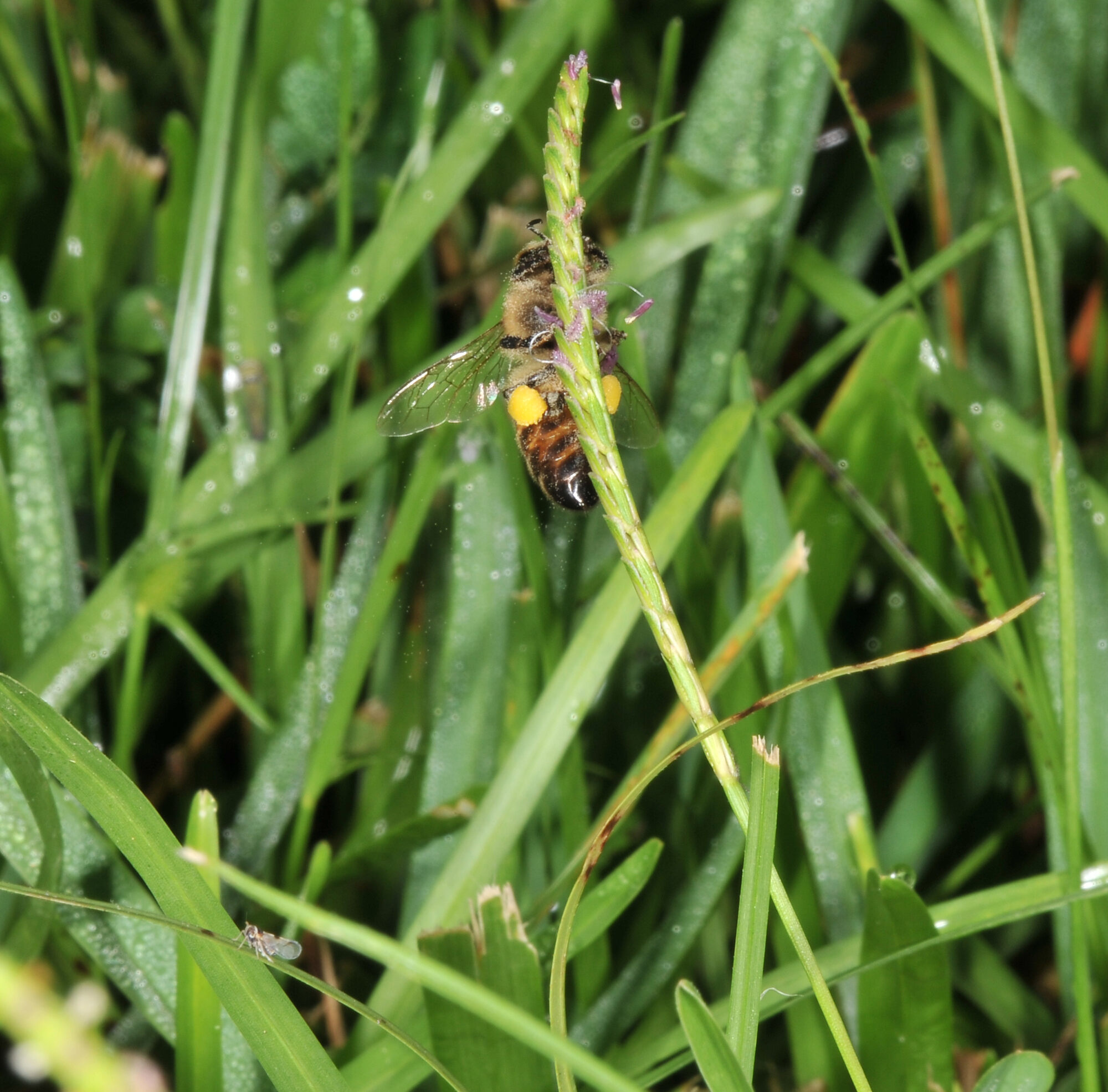 Photograph of a centipede grass inflorescence with a bee resting on it. The bee has pollen baskets on its rear legs that are filled with yellow pollen.