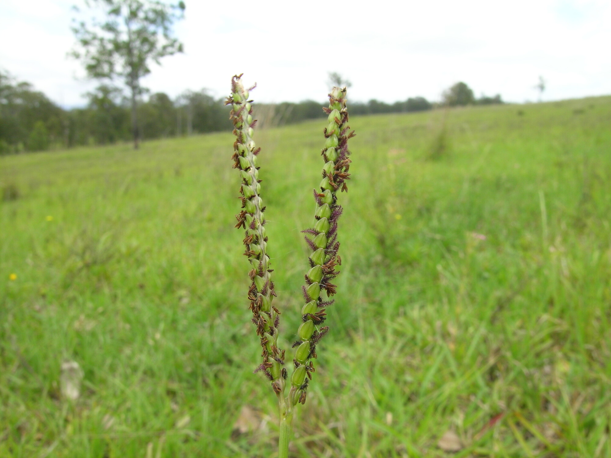 Photograph of an inflorescence of Bahia grass. The inflorescence is made up of two branches radiating from a single point. Brown anthers are hanging out of the spikelets in the inflorescense.