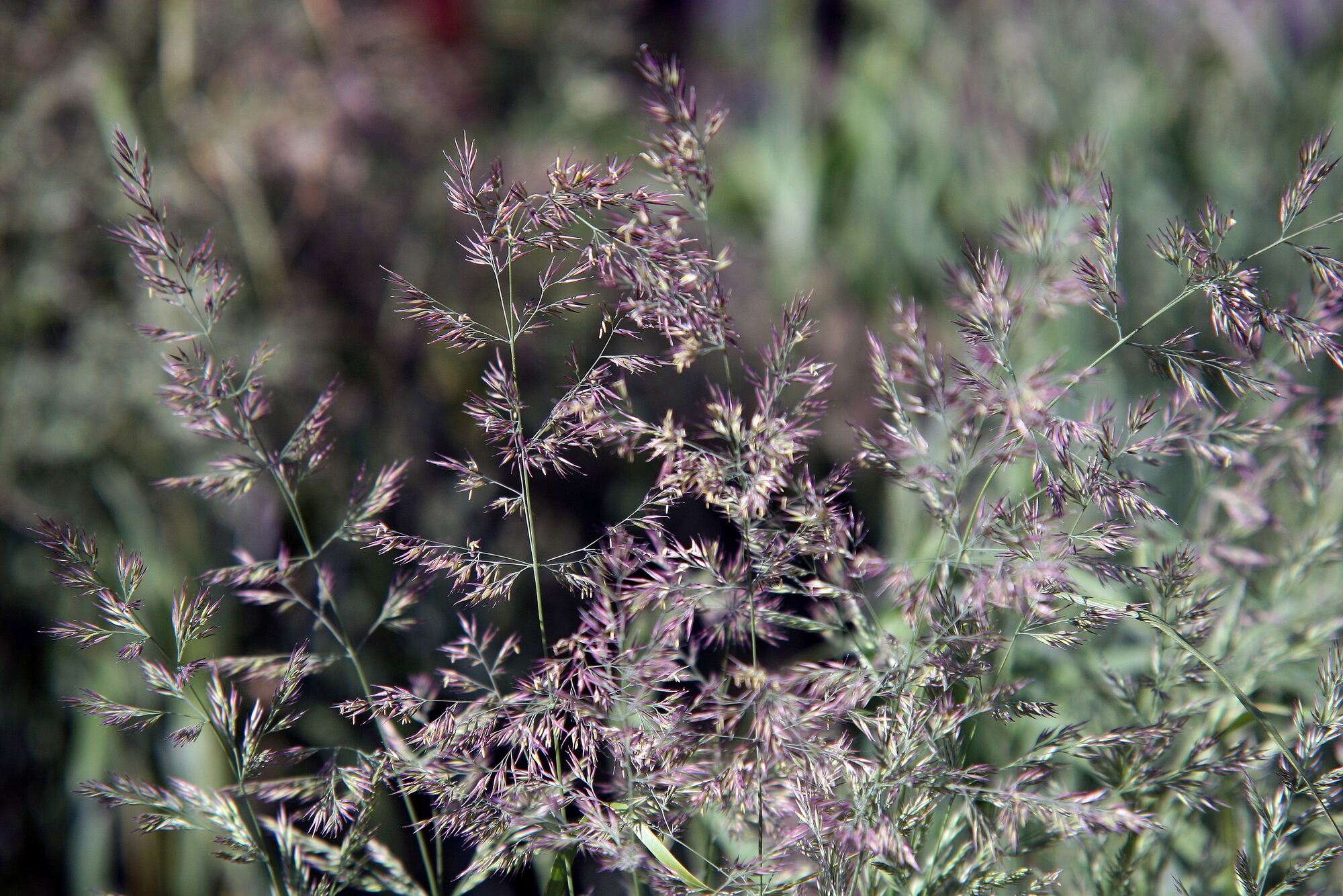 Photograph showing a detail of inflorescences of muhly grass, which are purplish and loosely organized.