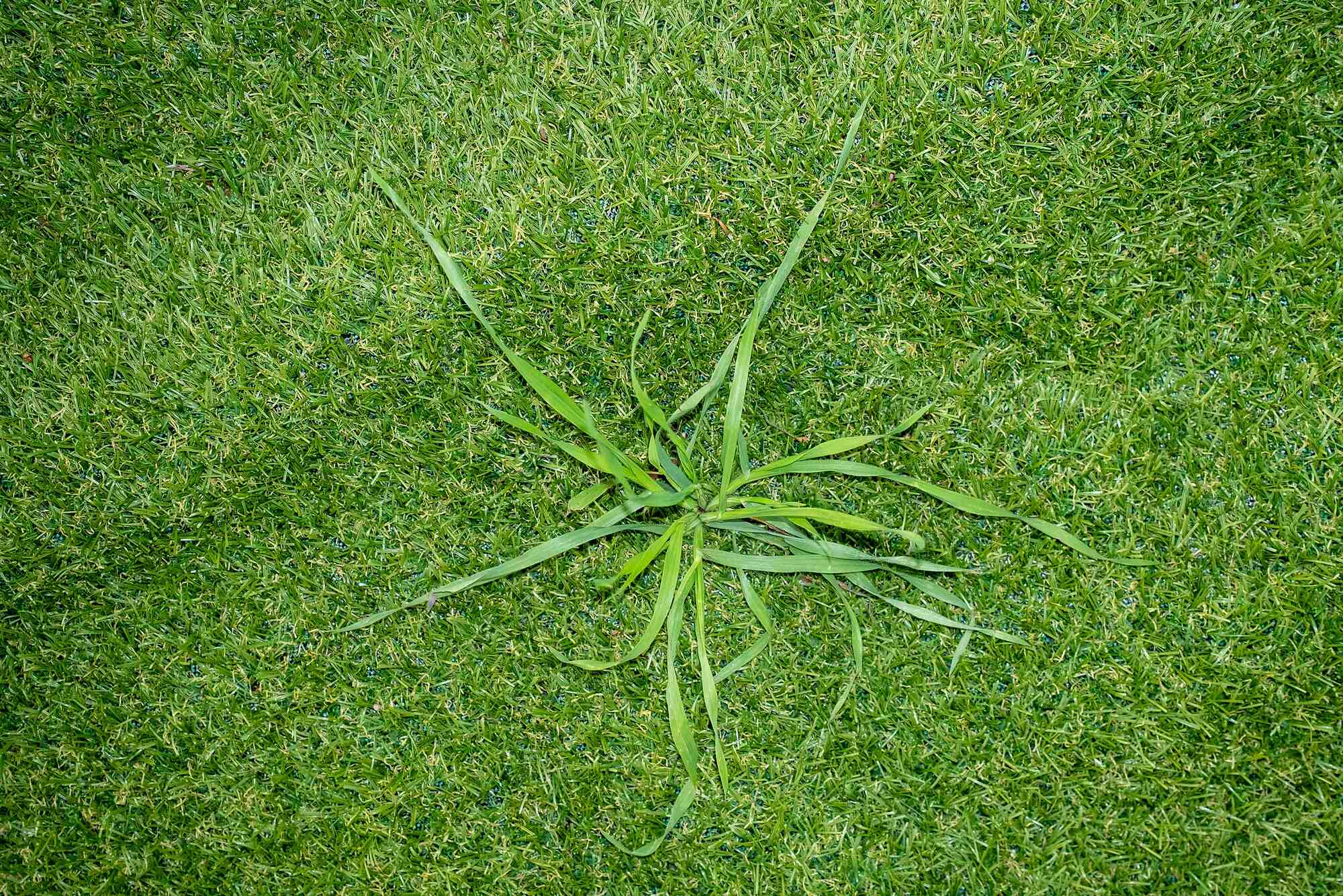 Photograph of a real grass plant growing through synthetic turf.