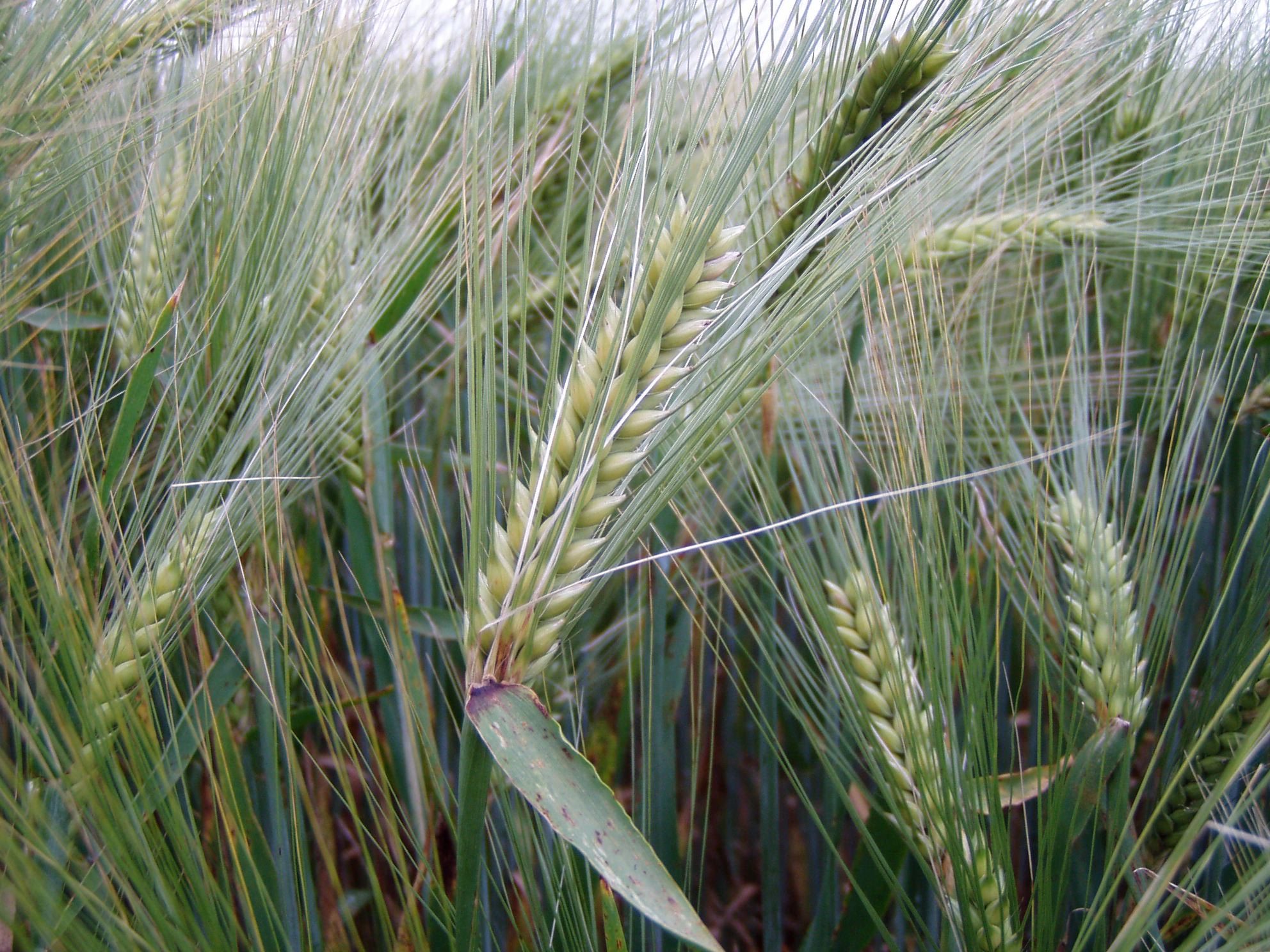 Photograph of ears (inflorescences)of barley, showing the long awns.