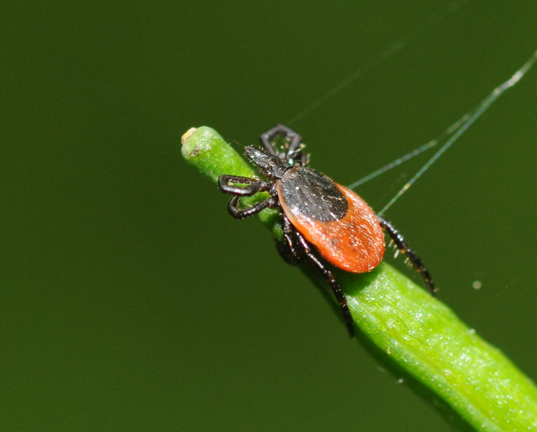 Photograph of a tick sitting on the end of a leaf or branch, presumably waiting for an animal to walk by. The tick has eight legs and an orange and black back.