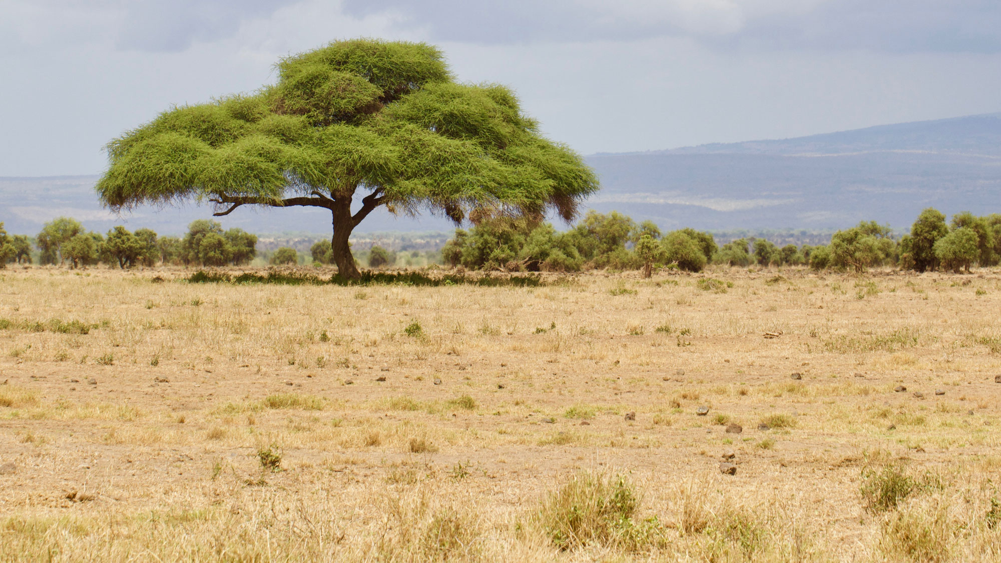 Photograph of a large acacia tree on the savanna in Amboseli National Park, Kenya. The photo shows a tree with a single trunk and an umbrella-like crown growing in a flat landscape with yellow grass. Additional trees or bushes can be seen in the background.