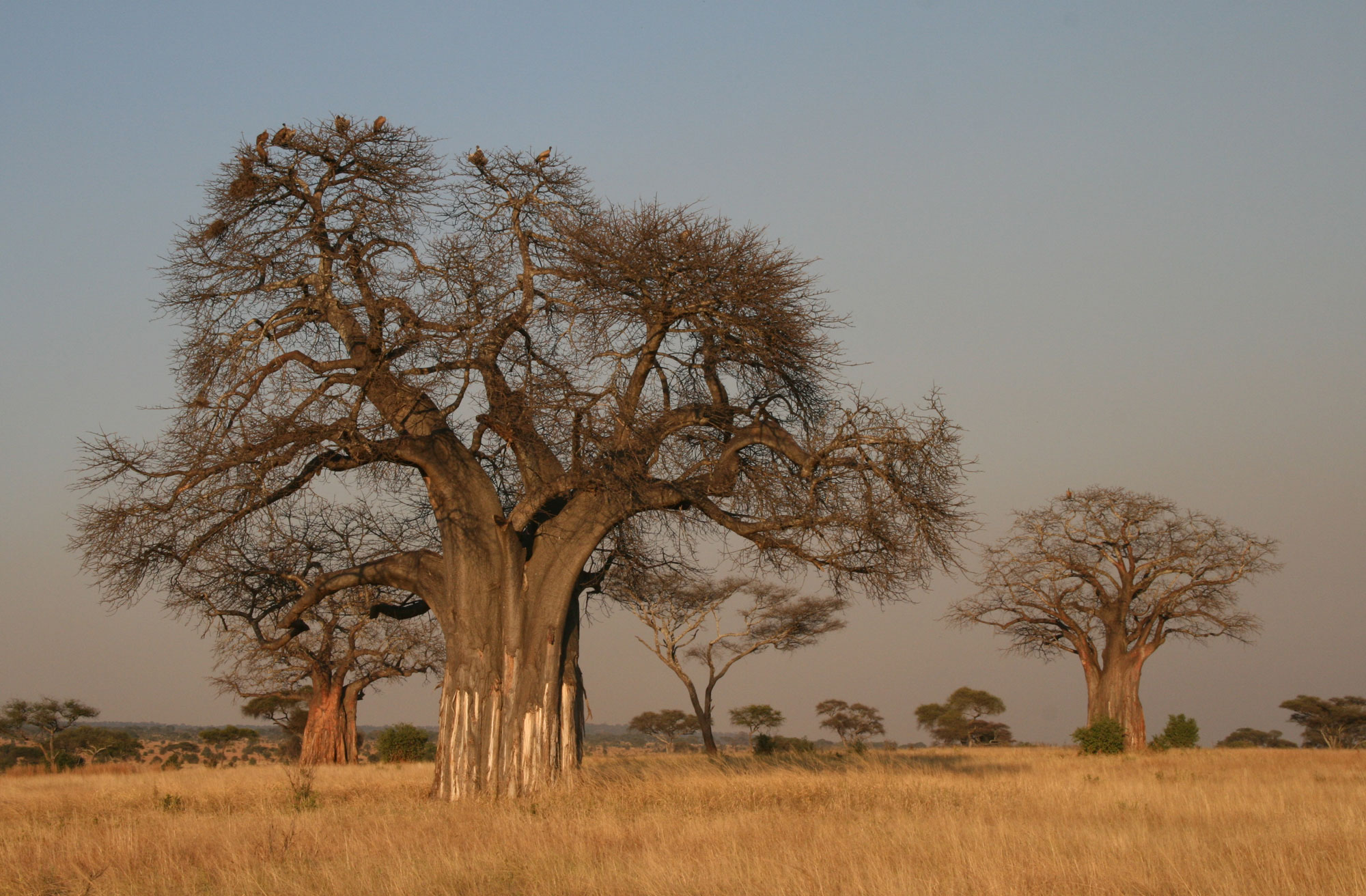 Photograph showing savanna biome in Tarangire National Park, Tanzania. The photo shows large baobab trees with thick trunks in the foreground and acacias in the background. The trees are widely spaced on a flat landscape with yellow grass.