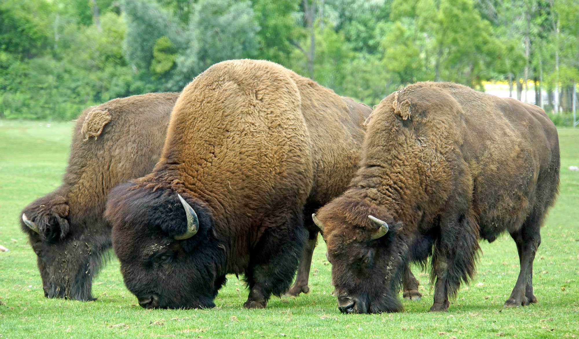 Grasses and the evolution of grazing mammals | Earth@Home: Evolution