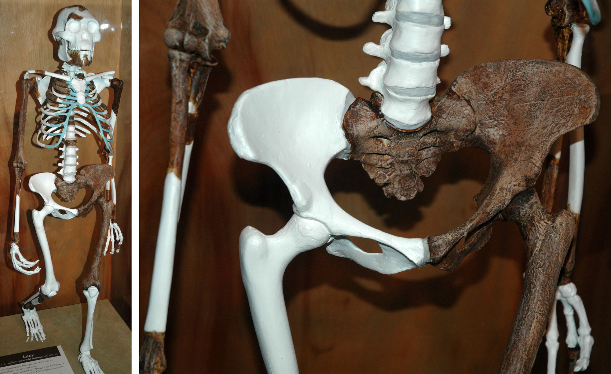 2-panel image showing photographs of a replica skeleton of Lucy, an Australopithecus afarensis. Left image: Reconstruction of the full skeleton, showing it walking on two legs. Right: Detail of the pelvis.