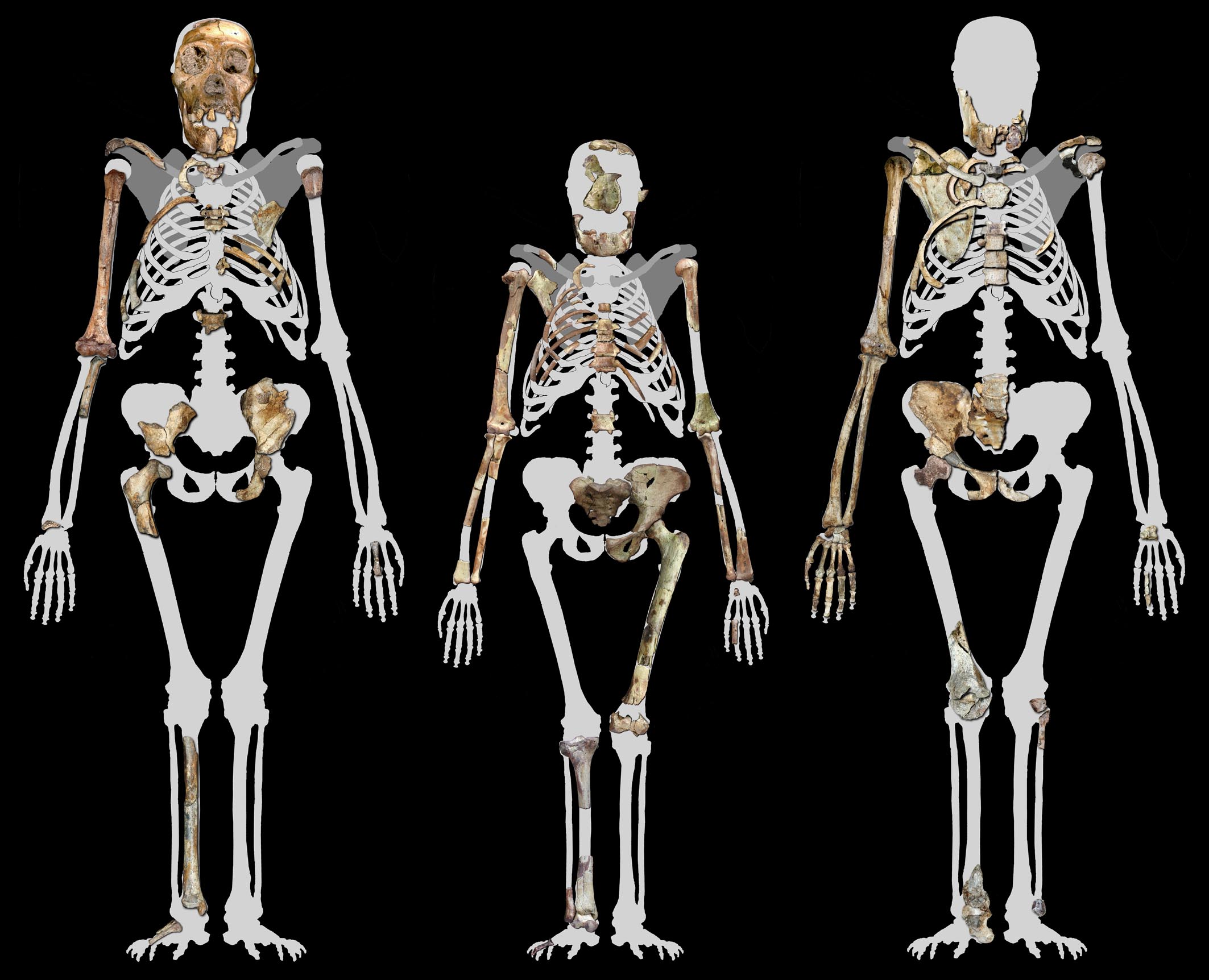 Image of three Australopithecus skeletons in a row. The two outer skeletons are A. sediba and the center skeleton is A. afarensis. The center skeleton is much shorter than the skeletons to its left and right. Each skeleton is shown as a white silhouette on which the bones that are actually preserved and superimposed.