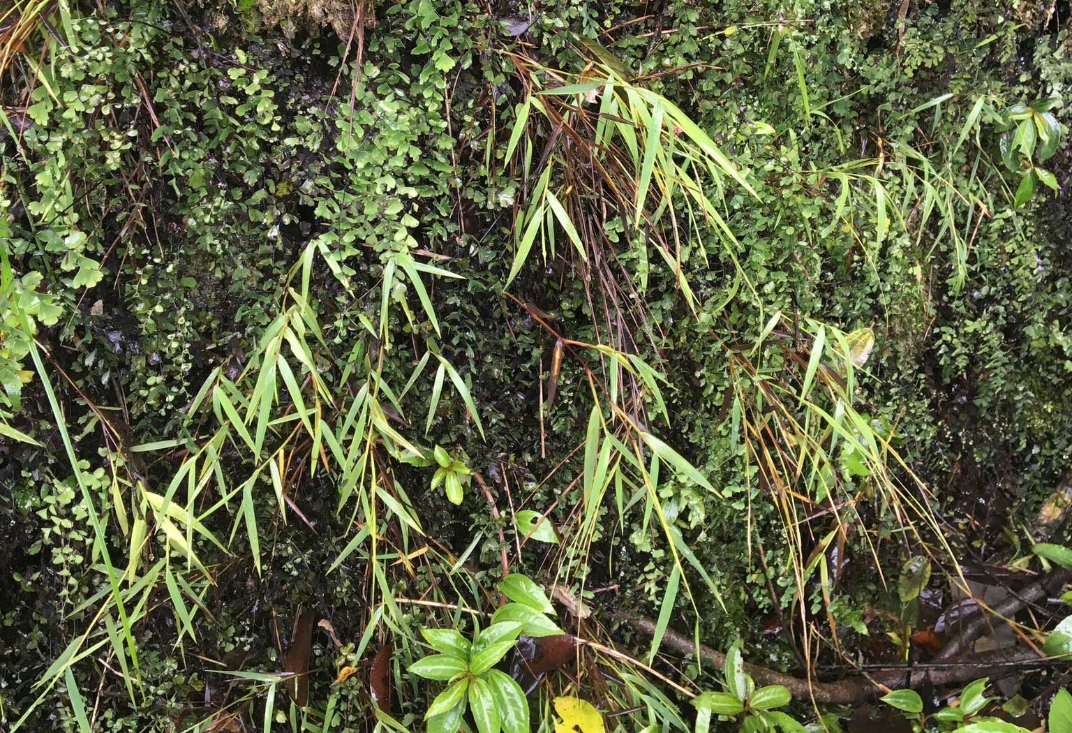 Photograph showing baby bamboo grass growing in its native habitat in Taiwan. The grass is growing scattered among ferns on a very wet wall. The wall could be rock, but the plants are entirely obscuring it.