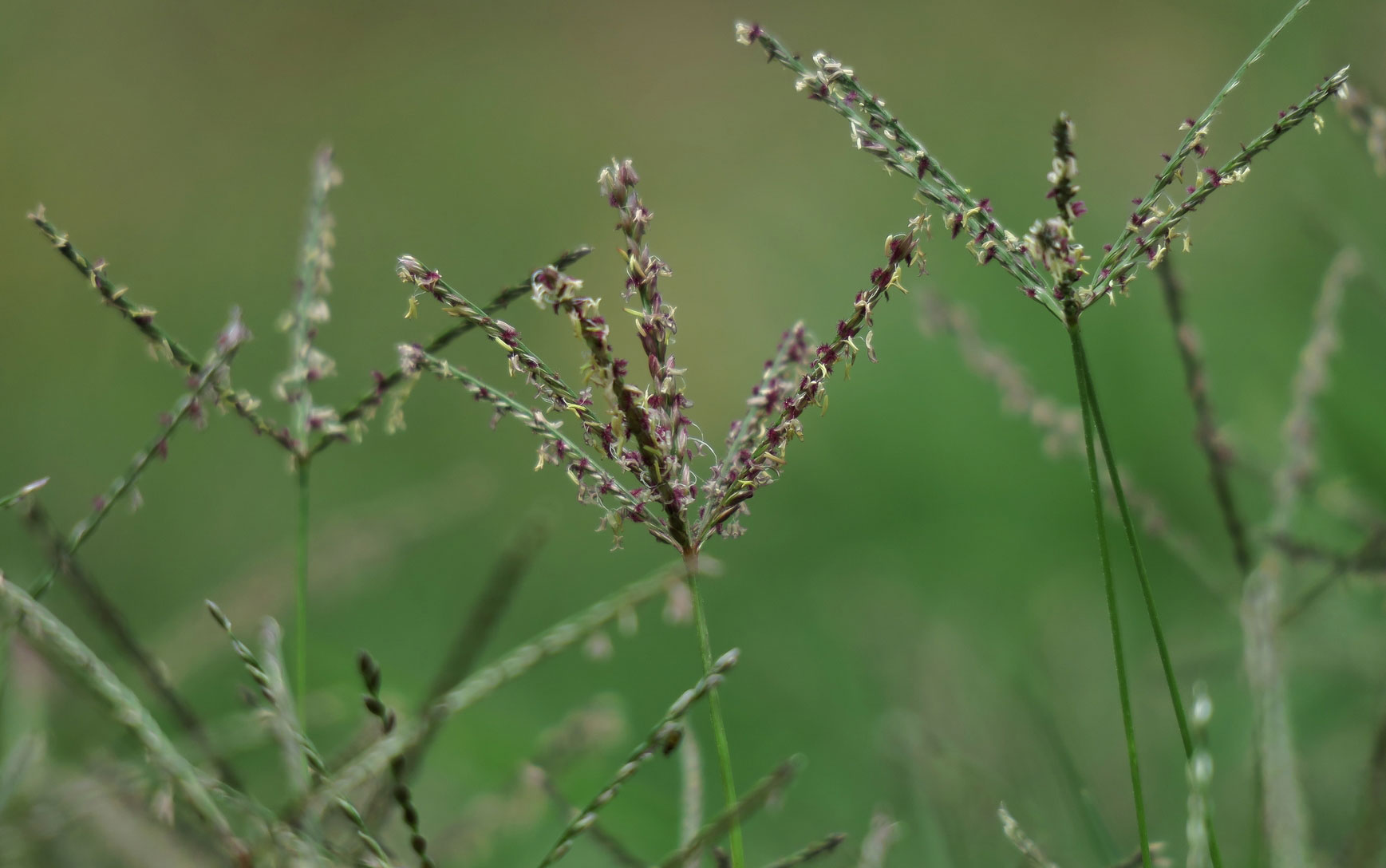 Photograph of inflorescences of Bermuda grass from South Africa. The photo shows several inflorescences that each consist of several (up to about six) branches radiating from a single point. The branches are purplish in color, with whitish stamens hanging from them.