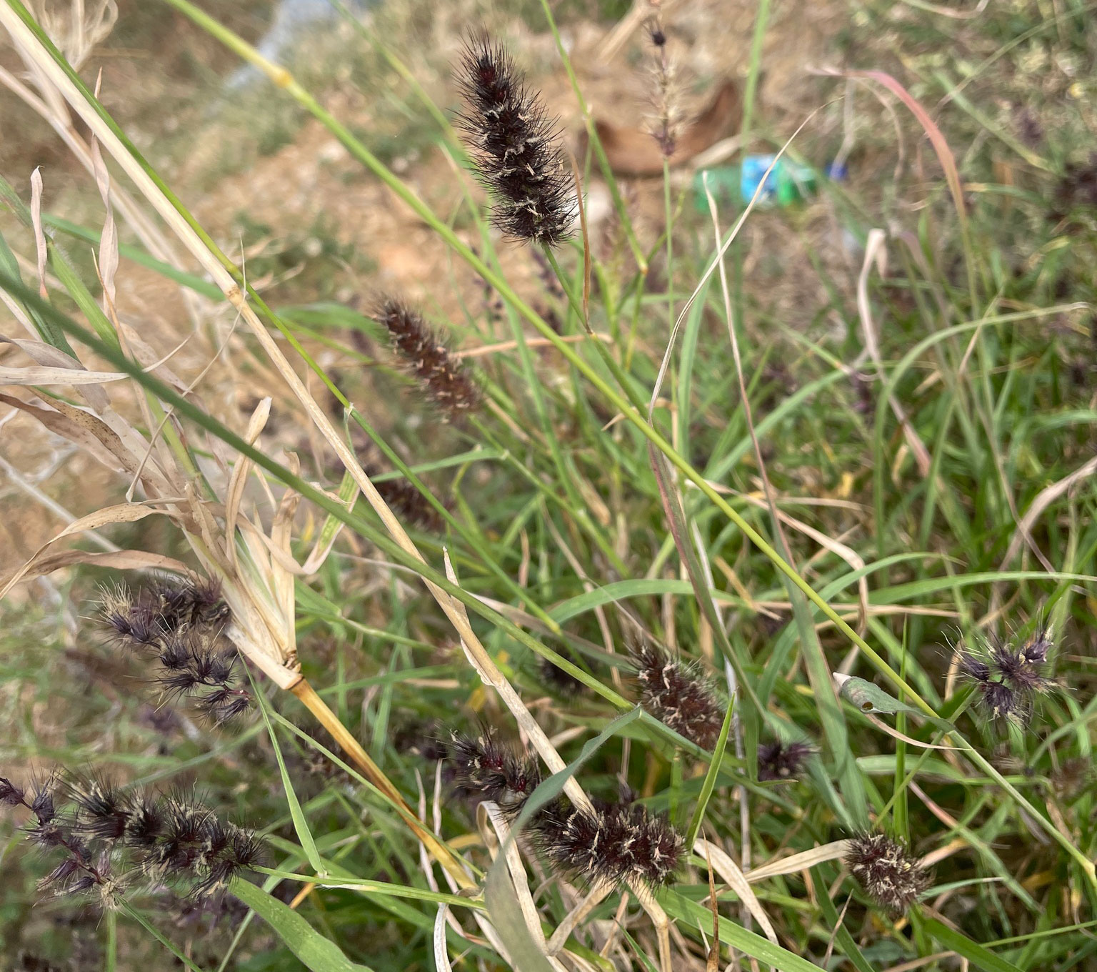 Photograph showing a detail of buffel grass. The photo shows a grass with bristly black inflorescences and white stamens.