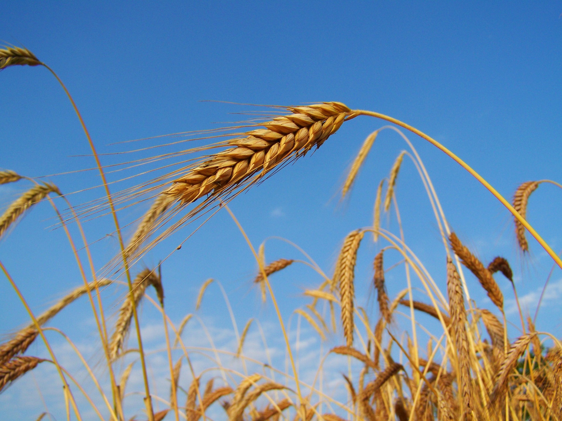 Photograph showing a close up of an ear of rye growing in a field.