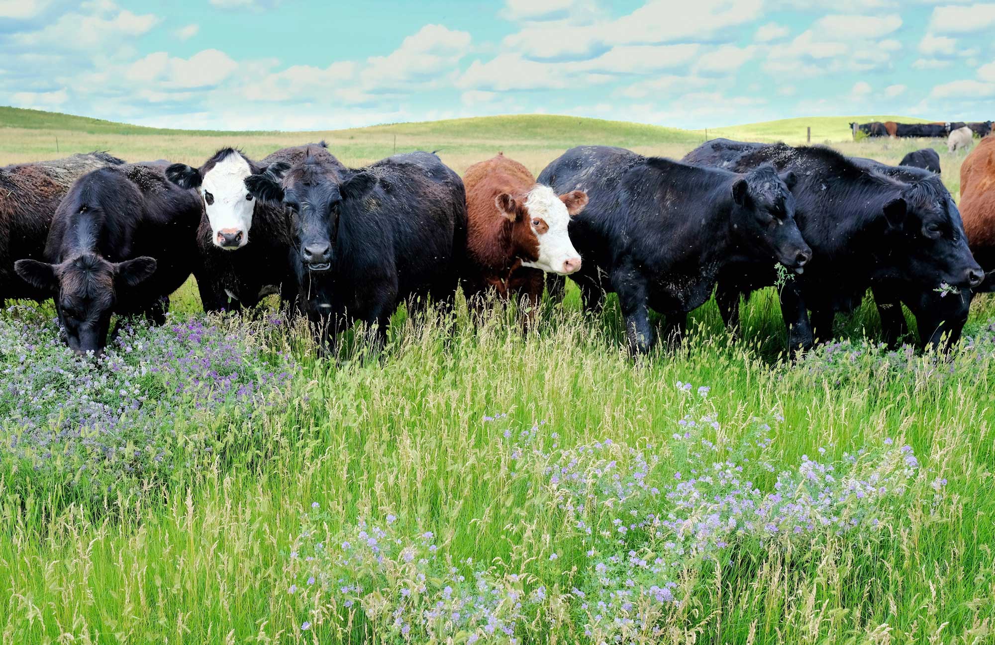 Photograph of a group of cattle standing among tall grasses and forbs in South Dakota, U.S.A.