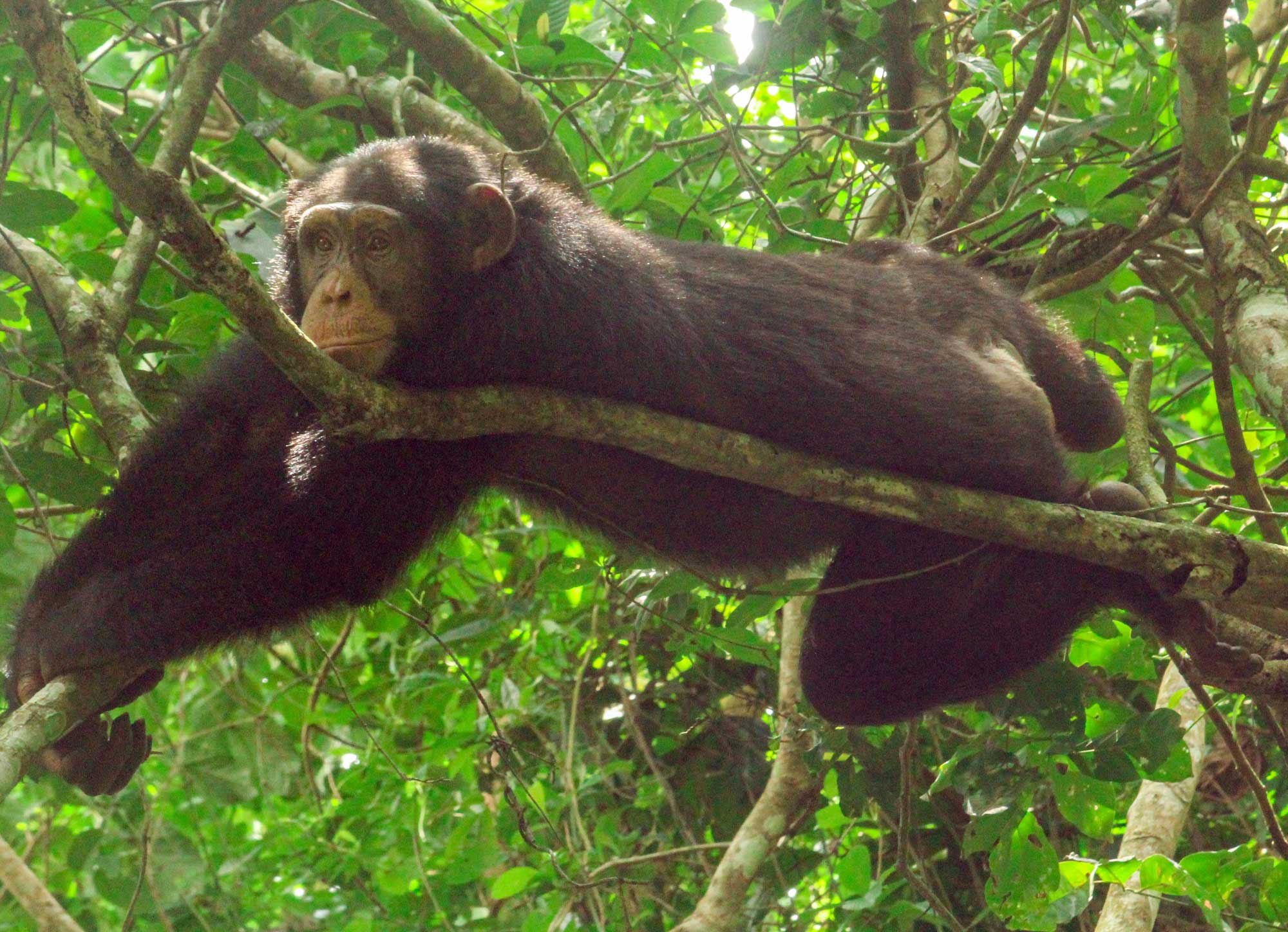 Photograph of a chimpanzee lounging in a tree in Guinea. The chimp is laying on a thin tree branch with its arms outstretched and its hands draped over another branch. 