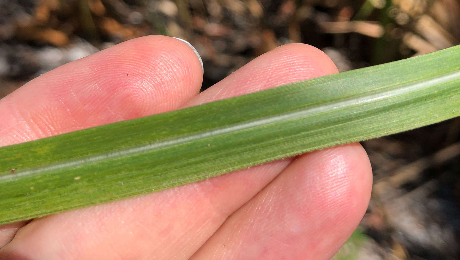 Photograph showing a close-up of part of the blade of a cogongrass leaf with an obvious white, slight off-center midvein.
